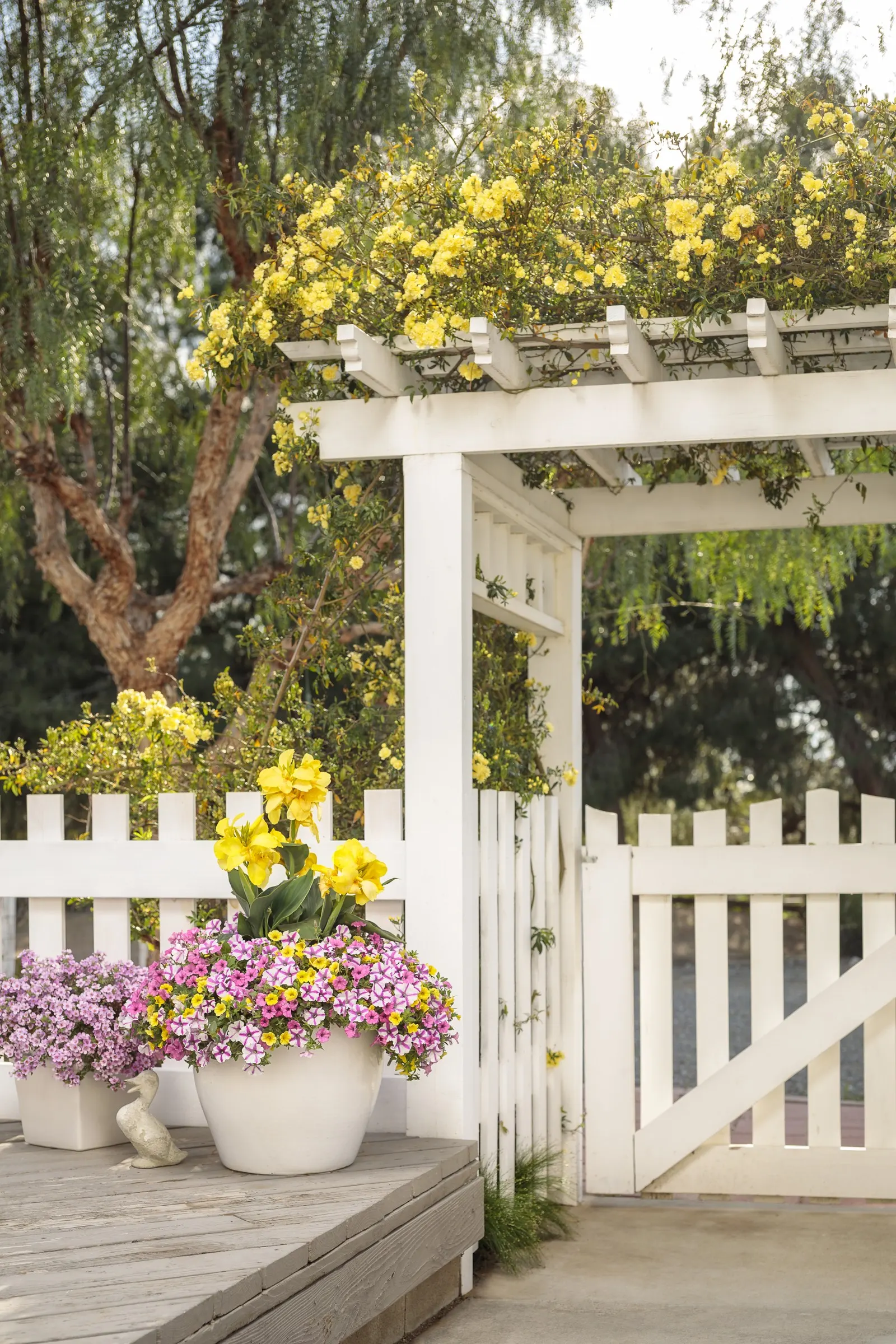 Yellow IV Calibrachoa — Grow in part sun to sun with well-drained soil, average water, and regular feeding; avoid soggy roots; it pairs beautifully with deep