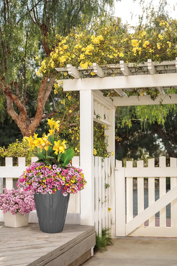 Lovie Dovie™ Petunia — though it is hardy in USDA Zones 10a to 11b