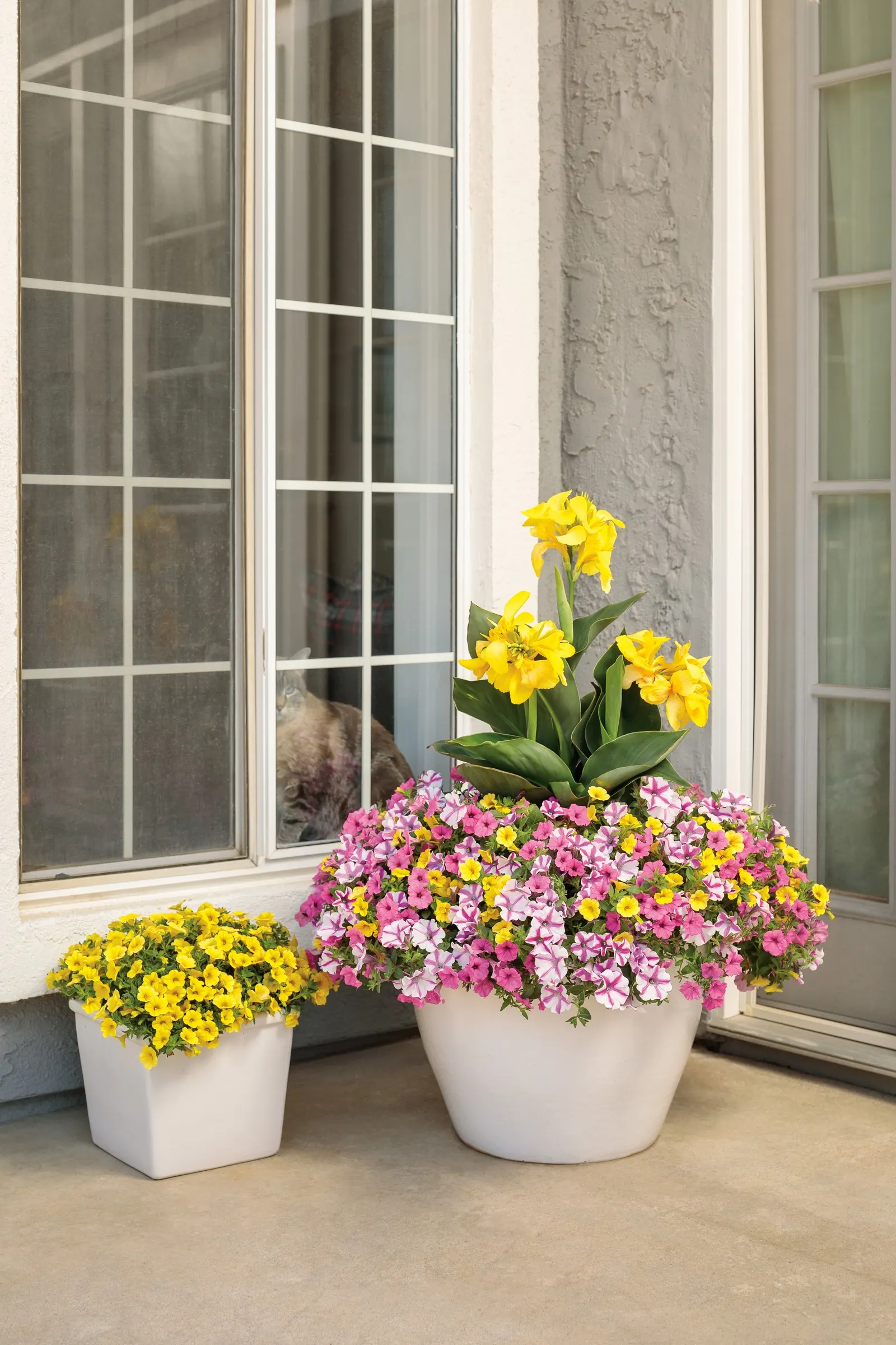 Lovie Dovie™ Petunia — is a spirited annual from the Proven Winners® Supertunia® collection