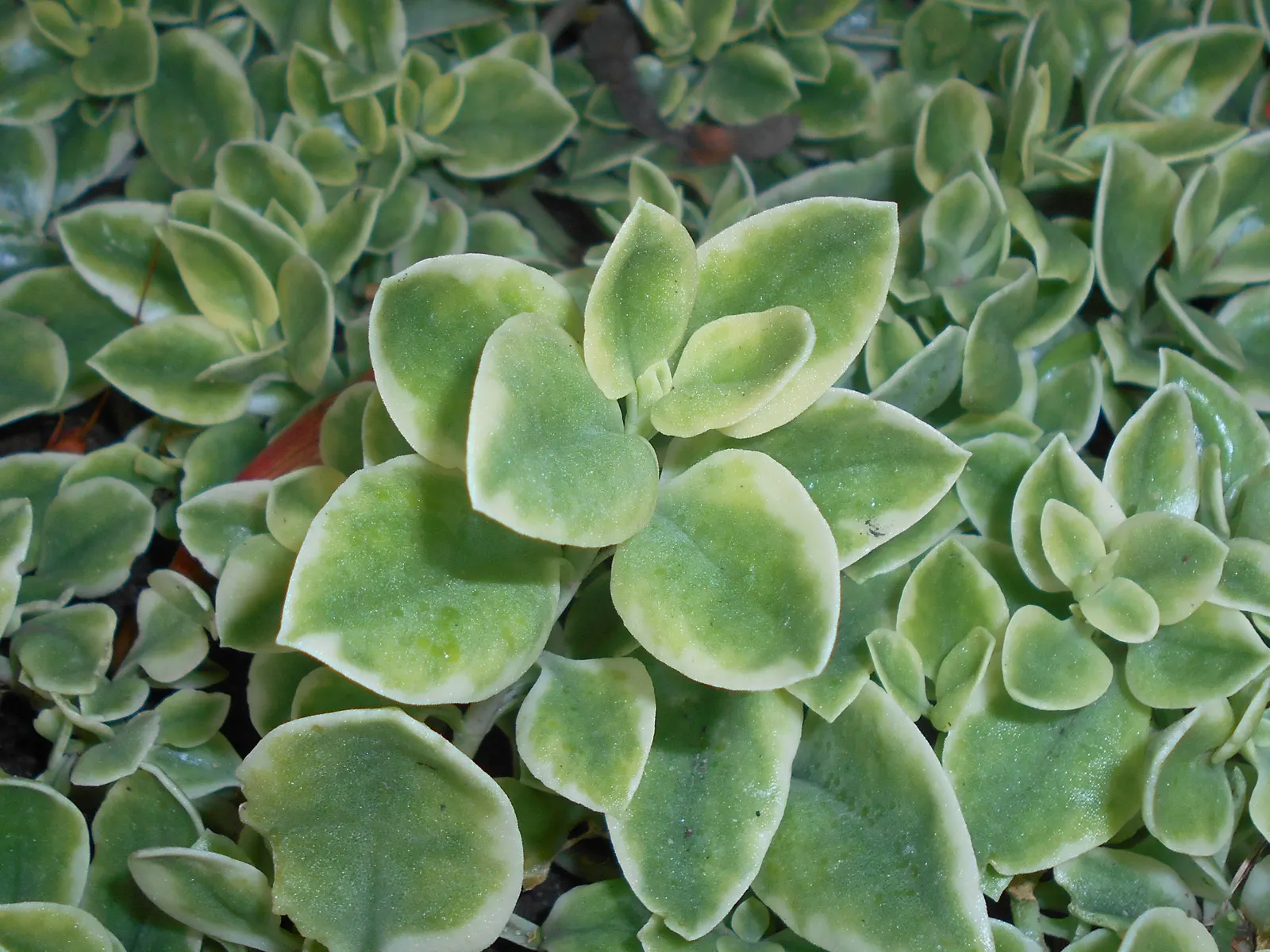 Variegated Hearts And Flowers (Aptenia Cordifolia 'Variegata') — Ideal as a ground cover, it thrives in full sun, requires minimal water, and is relatively
