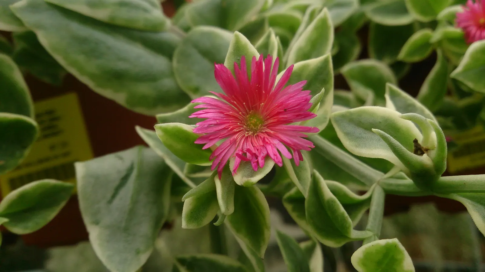 Variegated Hearts And Flowers (Aptenia Cordifolia 'Variegata') — It is a variant of the typical green-hearted species