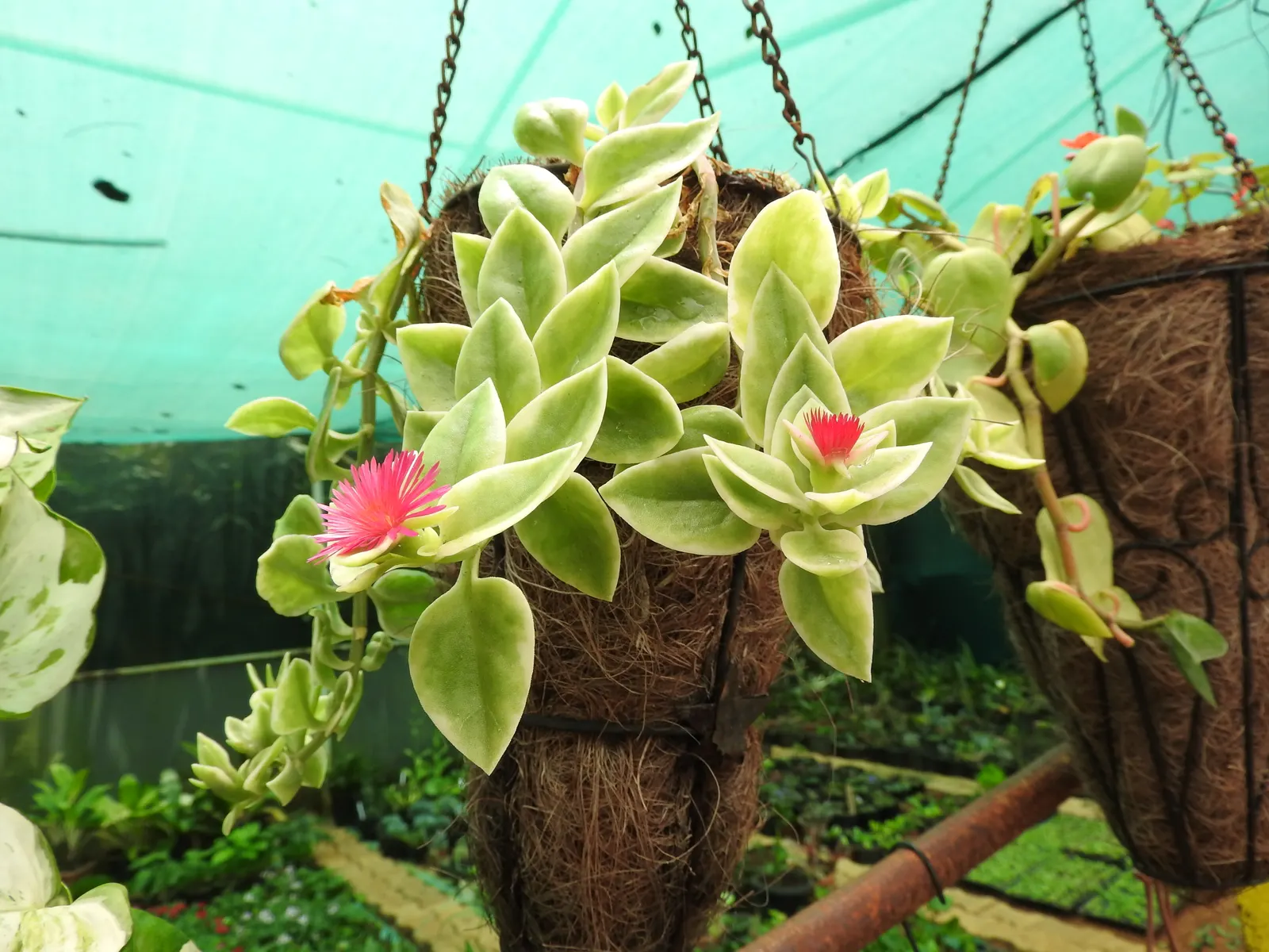 Variegated Hearts And Flowers (Aptenia Cordifolia 'Variegata') — is a hardy trailing succulent with bright variegated foliage