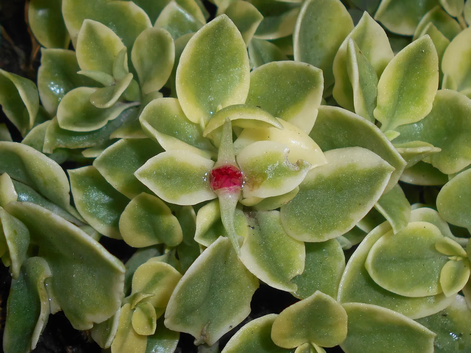 Variegated Hearts And Flowers (Aptenia Cordifolia 'Variegata') — scientifically known as Aptenia cordifolia 'Variegata'
