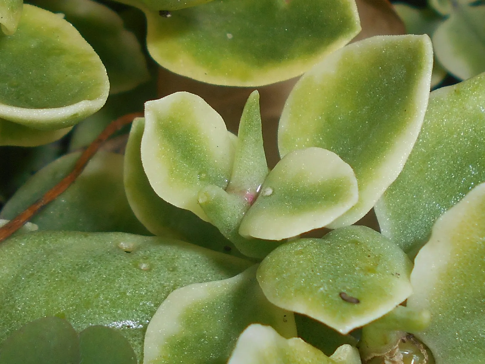 Variegated Hearts And Flowers (Aptenia Cordifolia 'Variegata') — This plant reaches up to 6 inches in height and spreads extensively, up to 24 inches wide