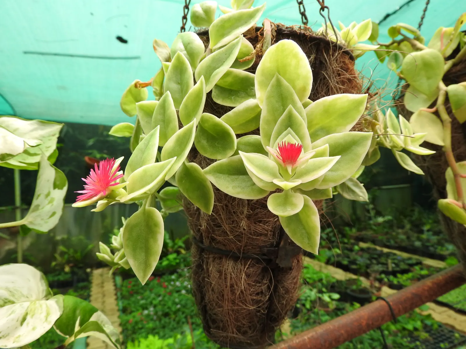 Variegated Hearts And Flowers (Aptenia Cordifolia 'Variegata') — heart-shaped leaves are edged in creamy white