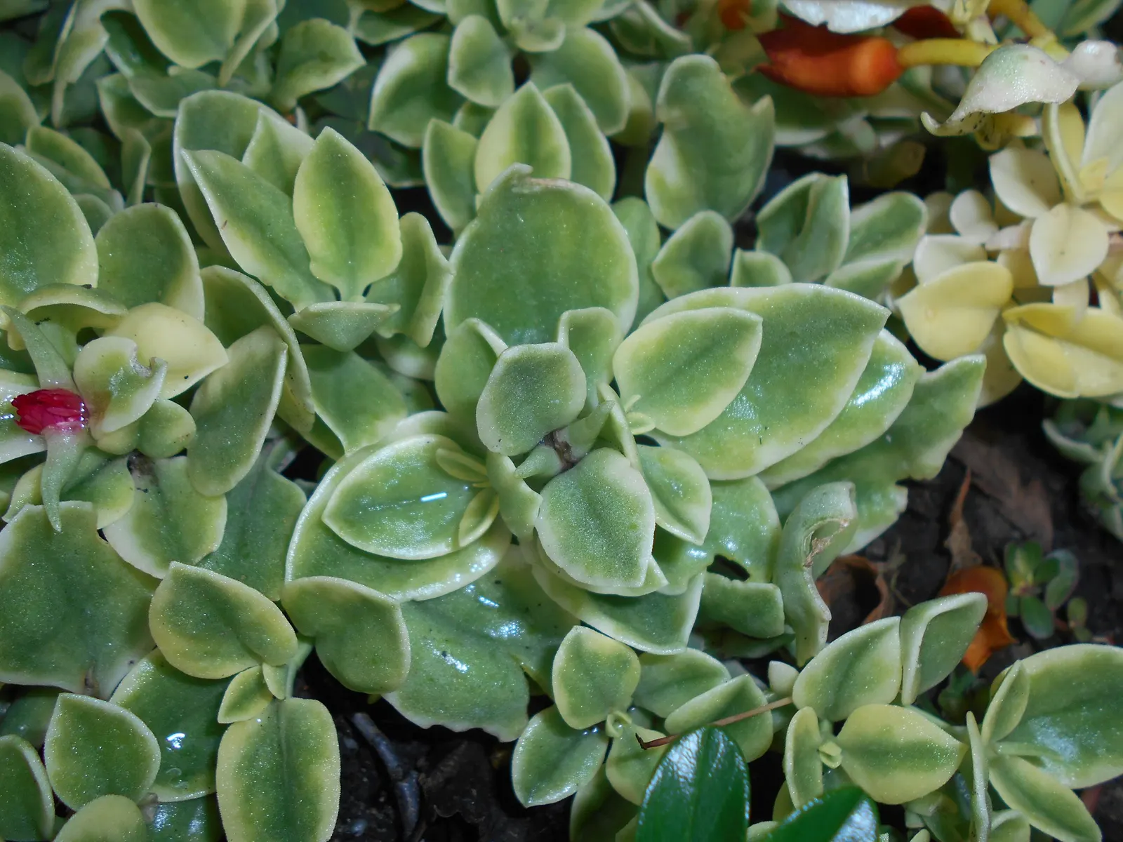 Variegated Hearts And Flowers (Aptenia Cordifolia 'Variegata') — distinguished by its eye-catching cream and green variegated leaves