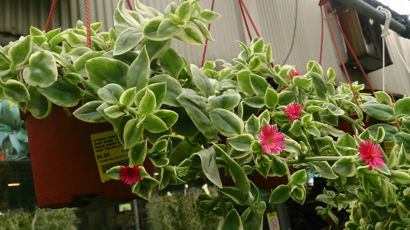 Variegated Hearts And Flowers (Aptenia Cordifolia 'Variegata') — which measure approximately 1 to 2 inches in length