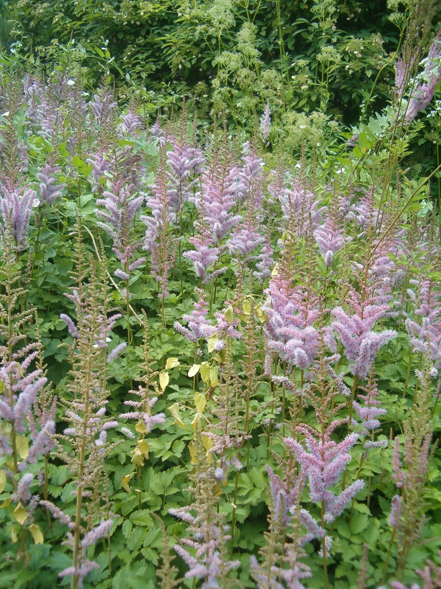 Astilbe Species (Astilbe Spp.) — plume-like flowers in shades of pink