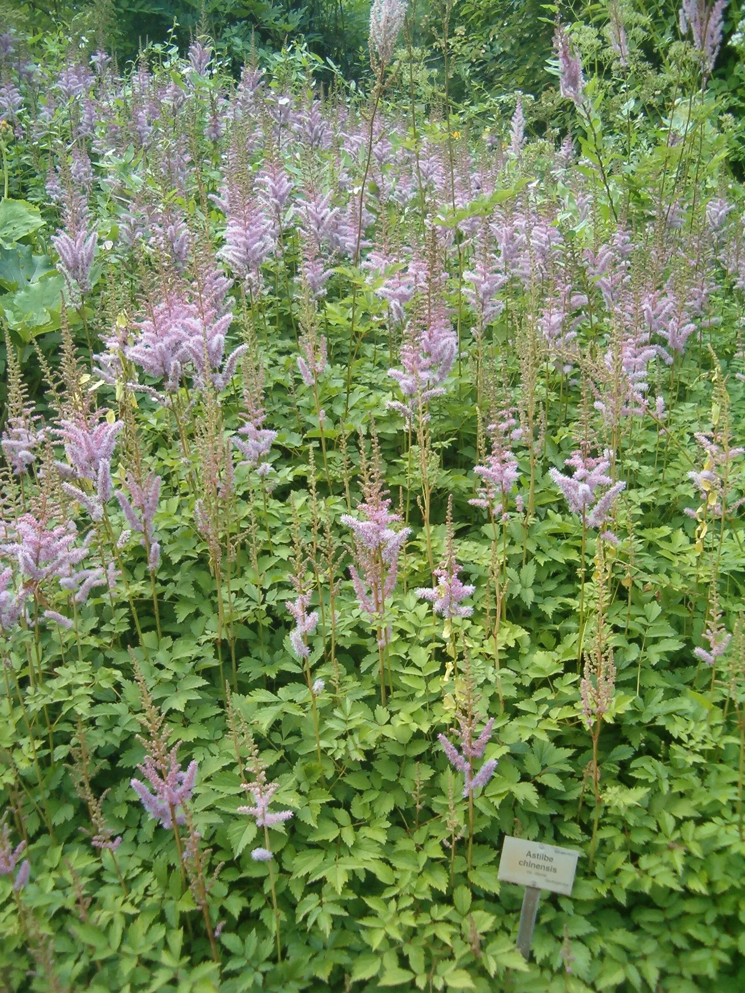 Astilbe Species (Astilbe Spp.) — giving it a soft and intricate appearance