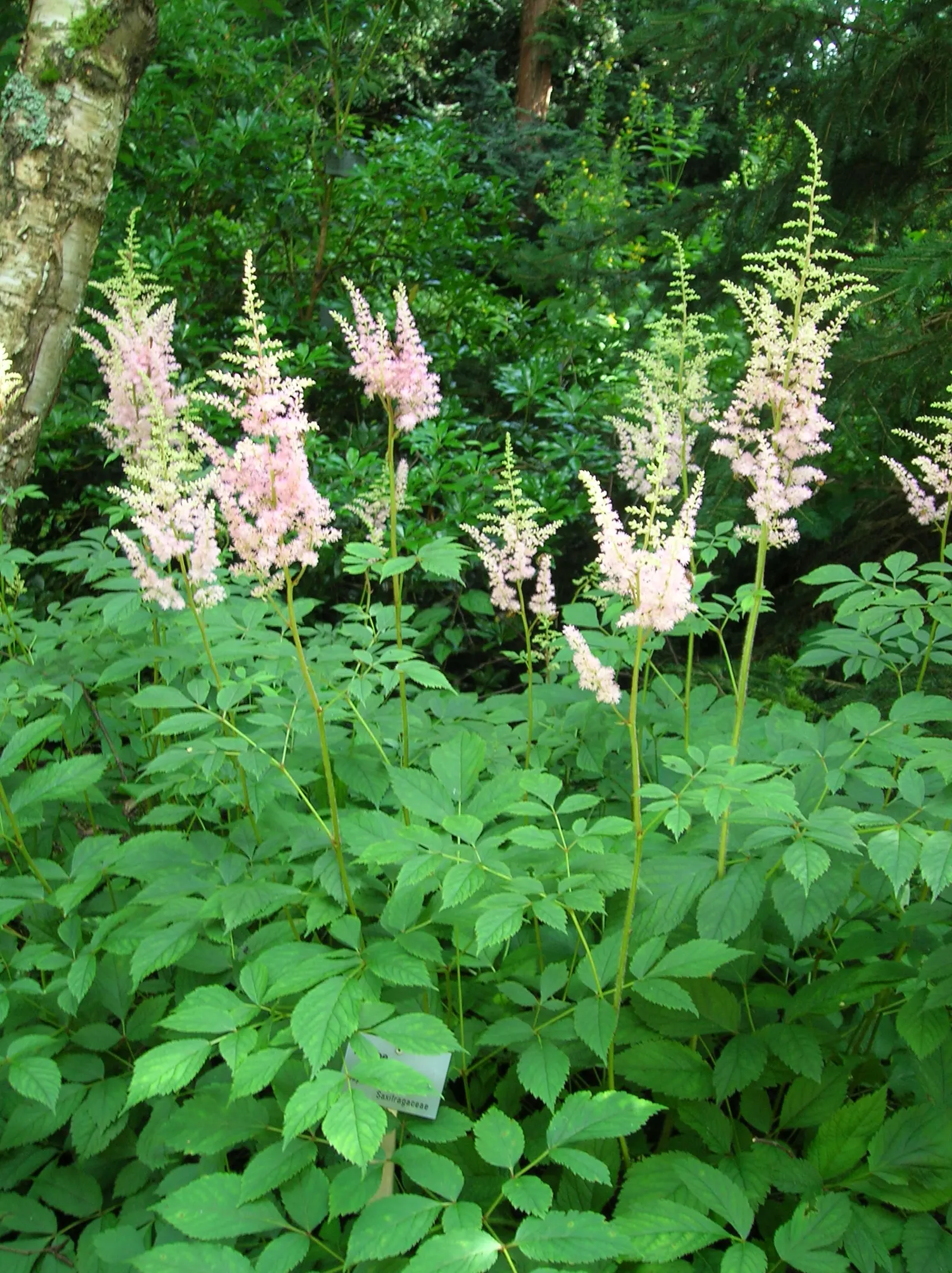 Astilbe Species (Astilbe Spp.) — Be aware that these plants require adequate water