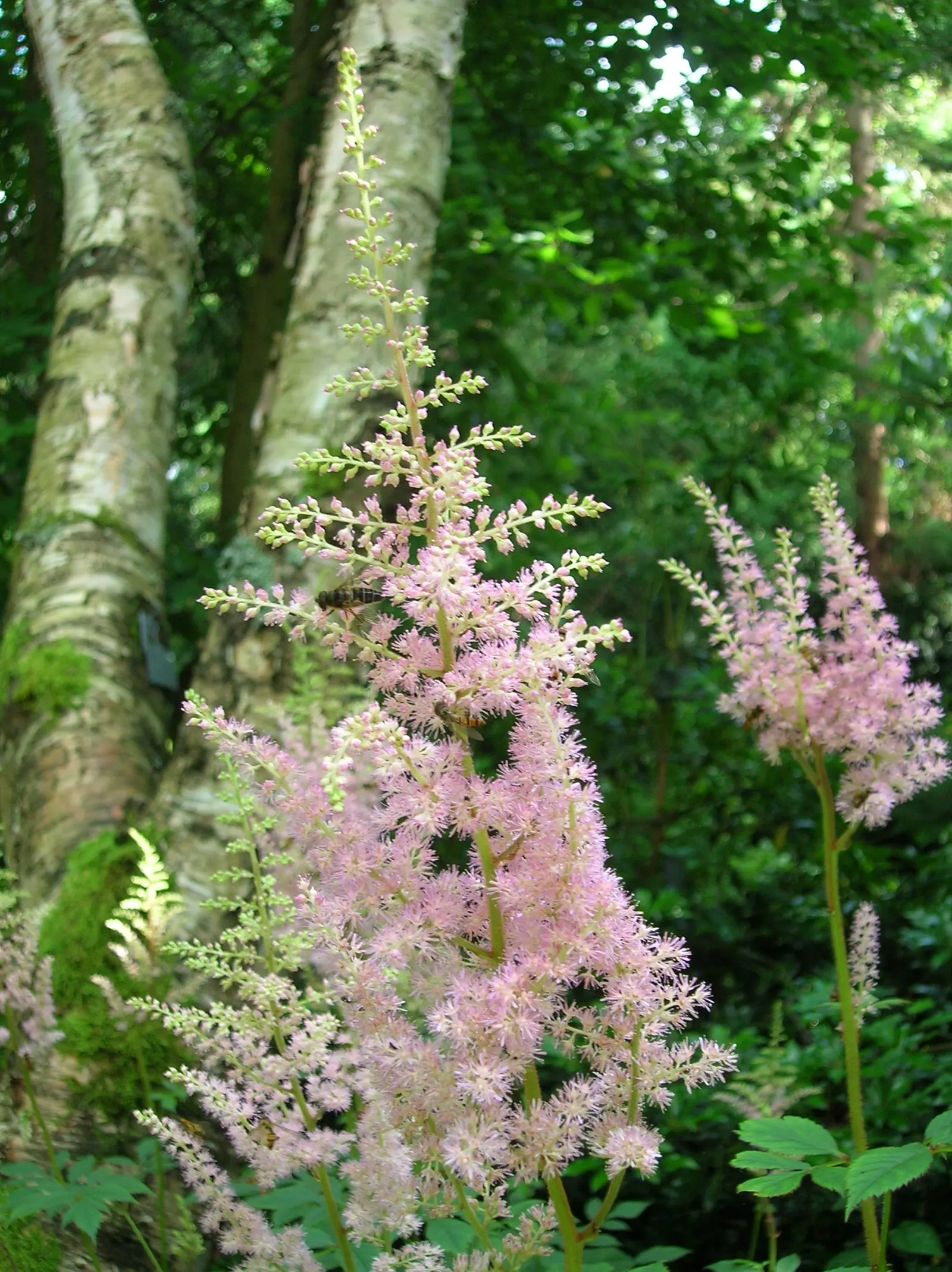 Astilbe Species (Astilbe Spp.) — well-drained soil with consistent moisture