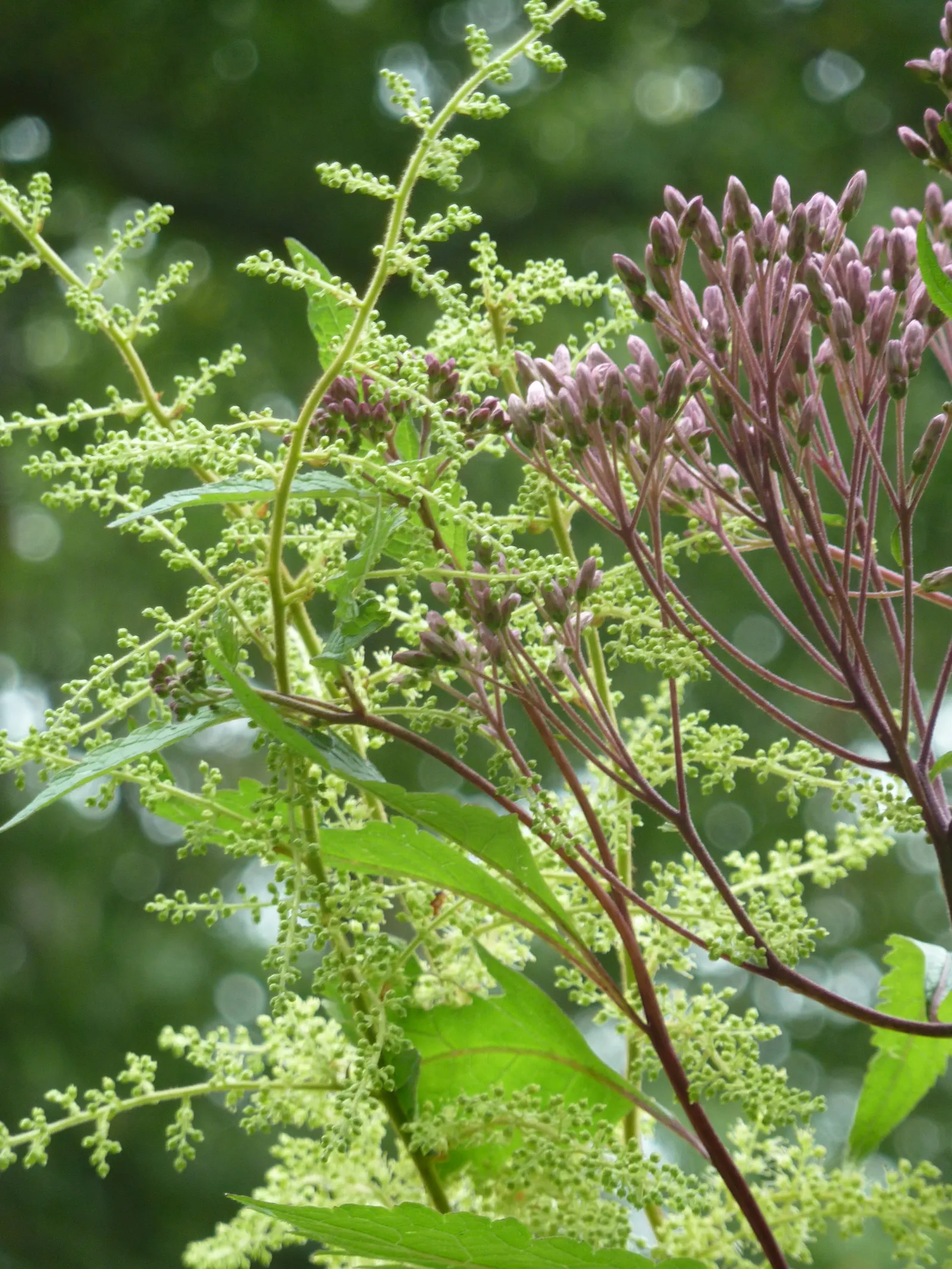 Astilbe Species (Astilbe Spp.) — plume-like flowers in shades of pink; ideal for adding texture and color to shady borders or woodland gardens