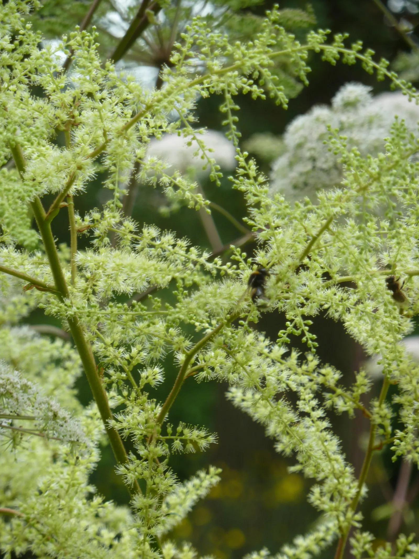 Astilbe Species (Astilbe Spp.) — Thriving in USDA zones 3-8, they prefer partial shade and moist, well-drained soil