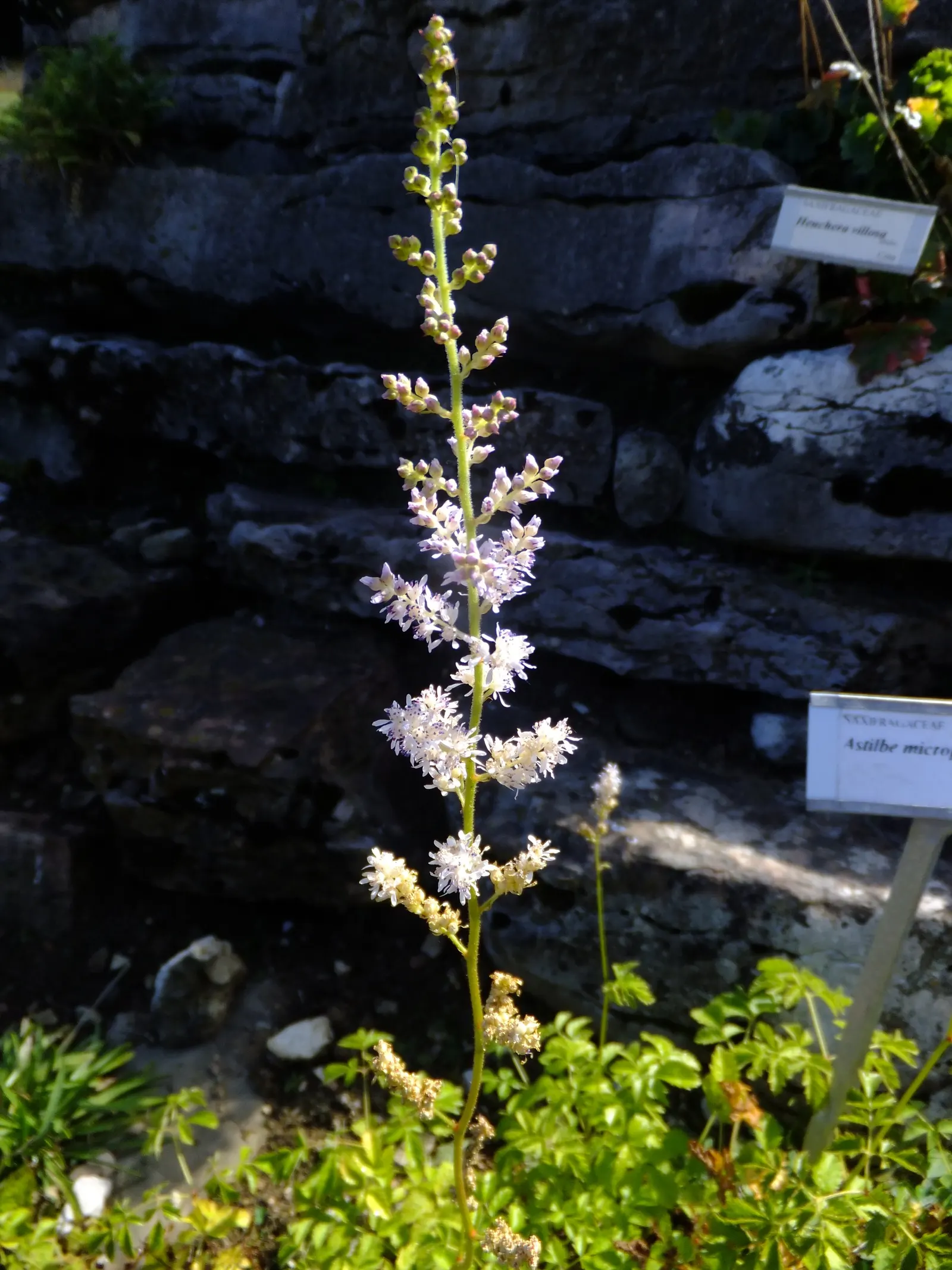 Astilbe Species (Astilbe Spp.) — providing striking vertical accents in shades ranging from white and pale pink to deep burgundy and violet; plume-like flowers