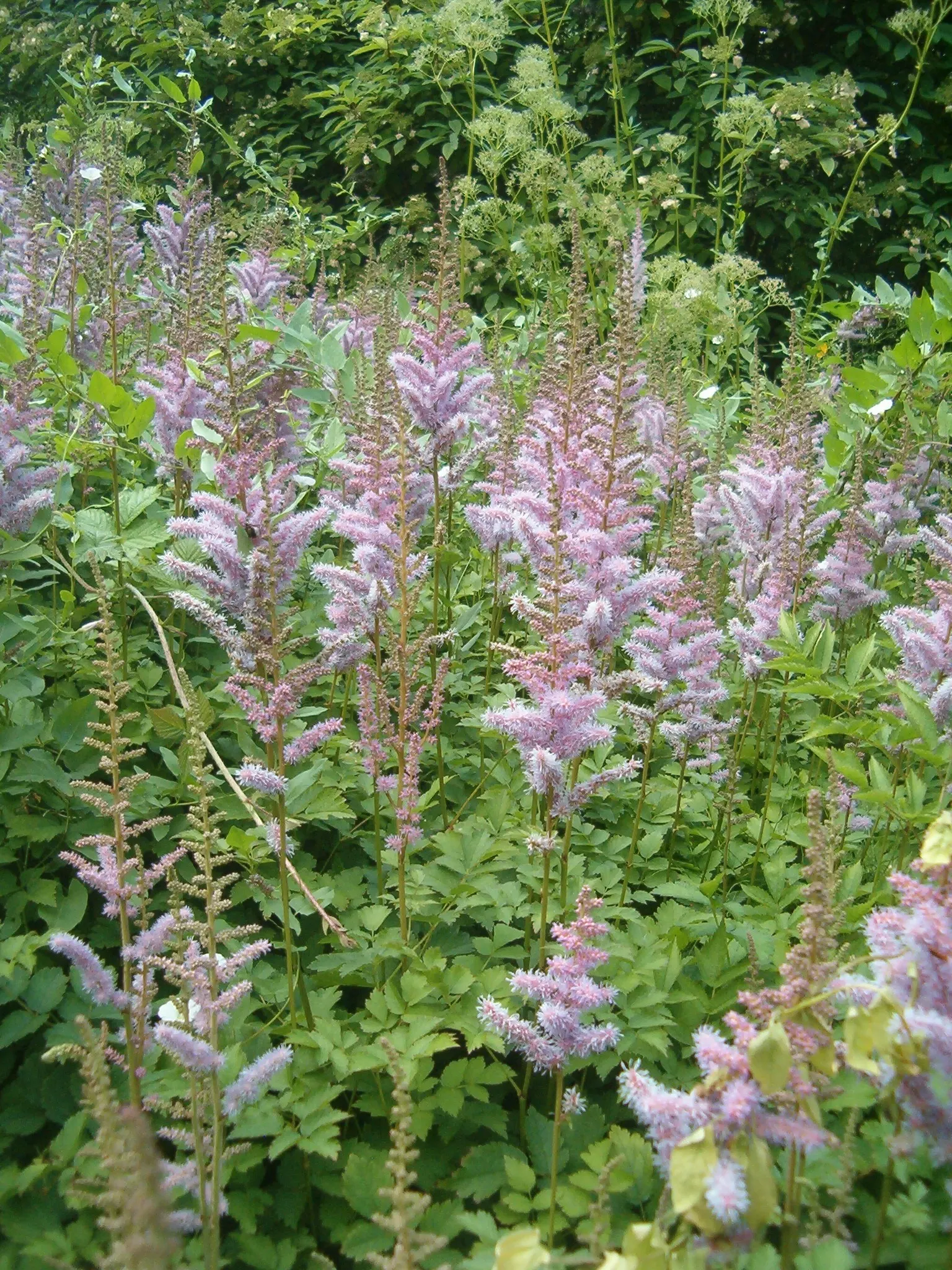 Astilbe Species (Astilbe Spp.) — With a bloom period that lasts several weeks, Astilbe adds enduring beauty to any landscape design