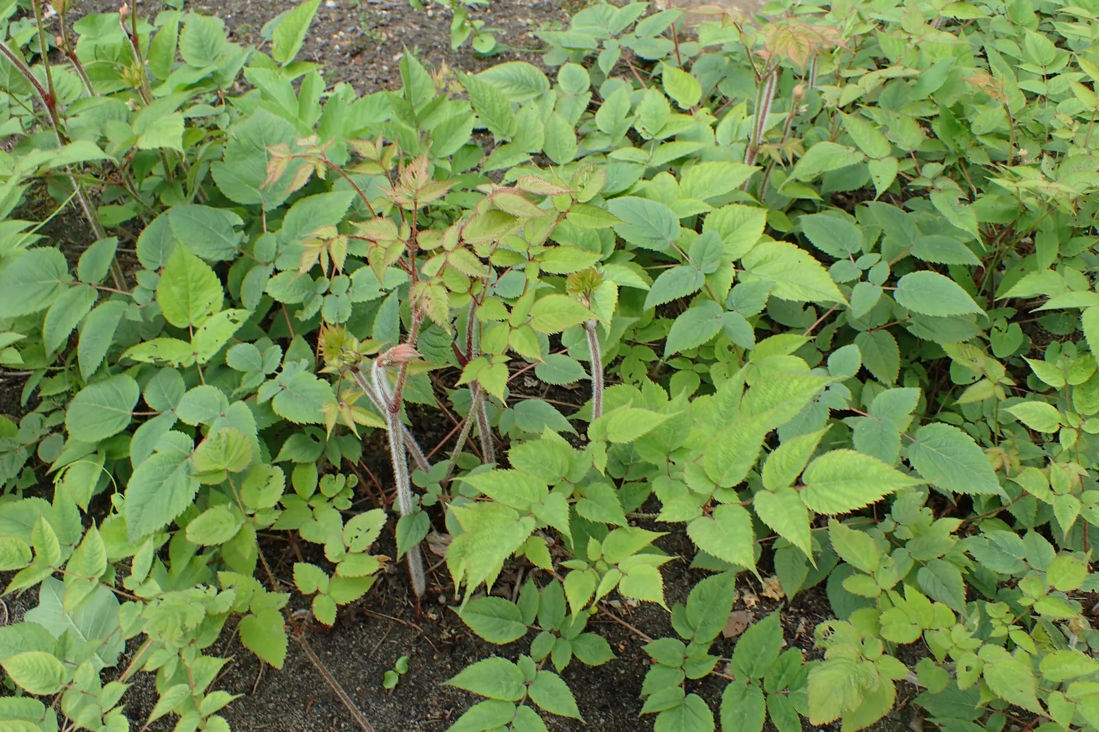 Astilbe Species (Astilbe Spp.) — Thriving in USDA zones 3-8, they prefer partial shade and moist, well-drained soil; well-drained soil with consistent moisture
