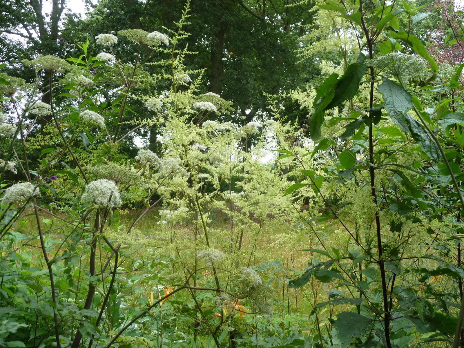 Astilbe Species (Astilbe Spp.) — Mature plants reach 1.5-4 feet tall and spread up to 2 feet wide