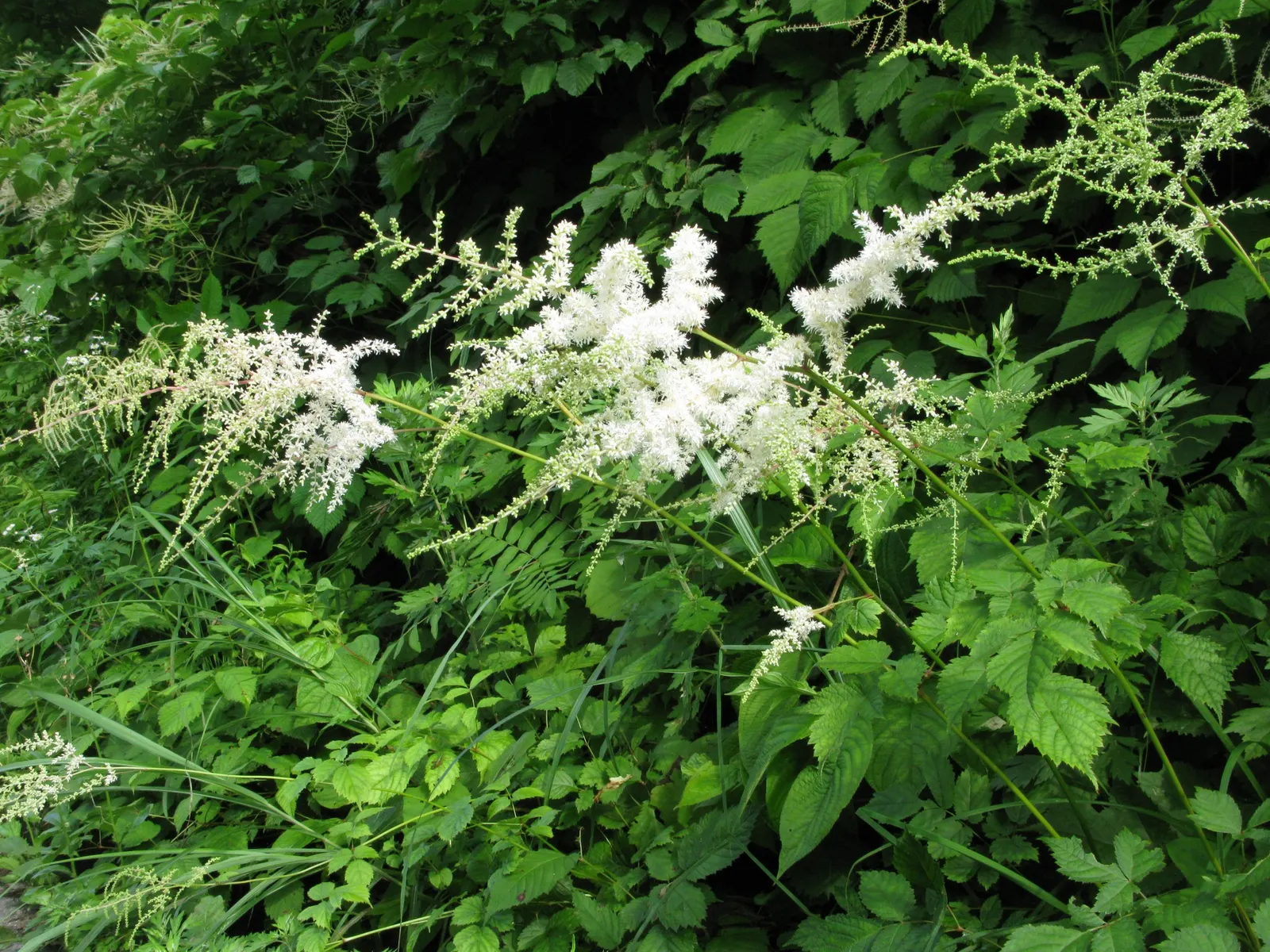 Astilbe Species (Astilbe Spp.) — and its blooms attract butterflies