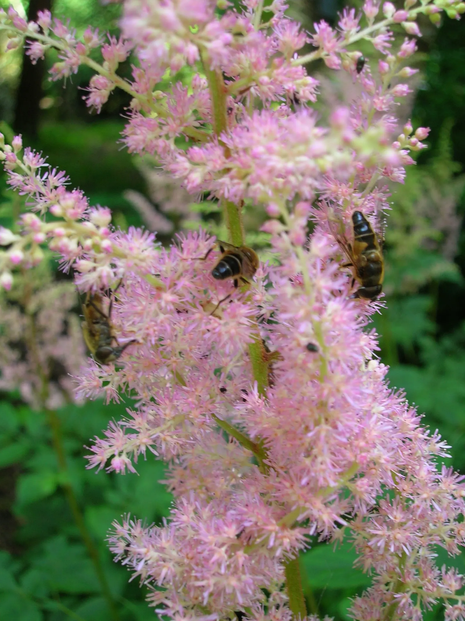 Astilbe Species (Astilbe Spp.) — as they are not drought-tolerant.<br><br>Astilbe is relatively low-maintenance