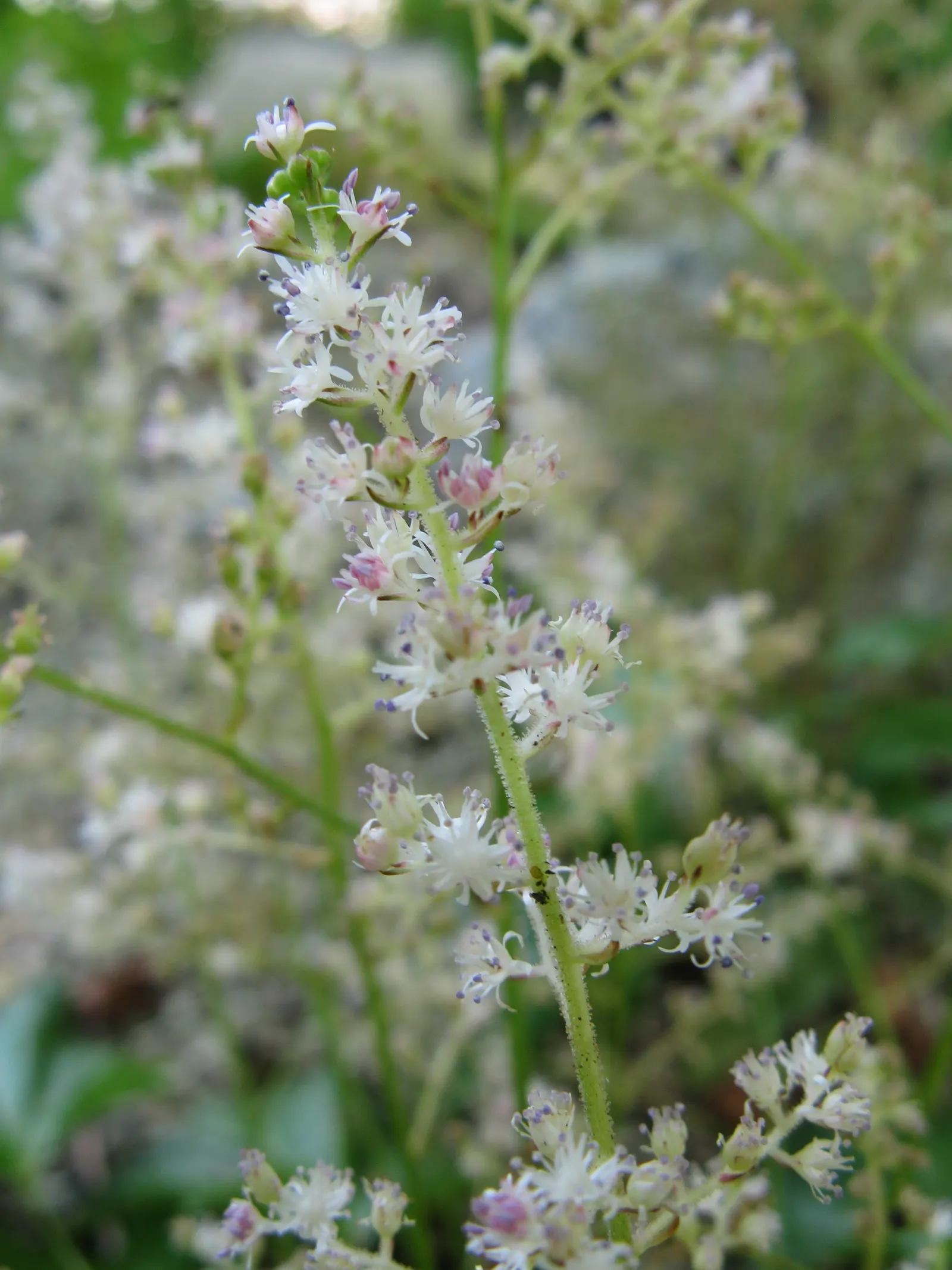 Astilbe Species (Astilbe Spp.) — commonly referred to as False Spirea or False Goat's Beard