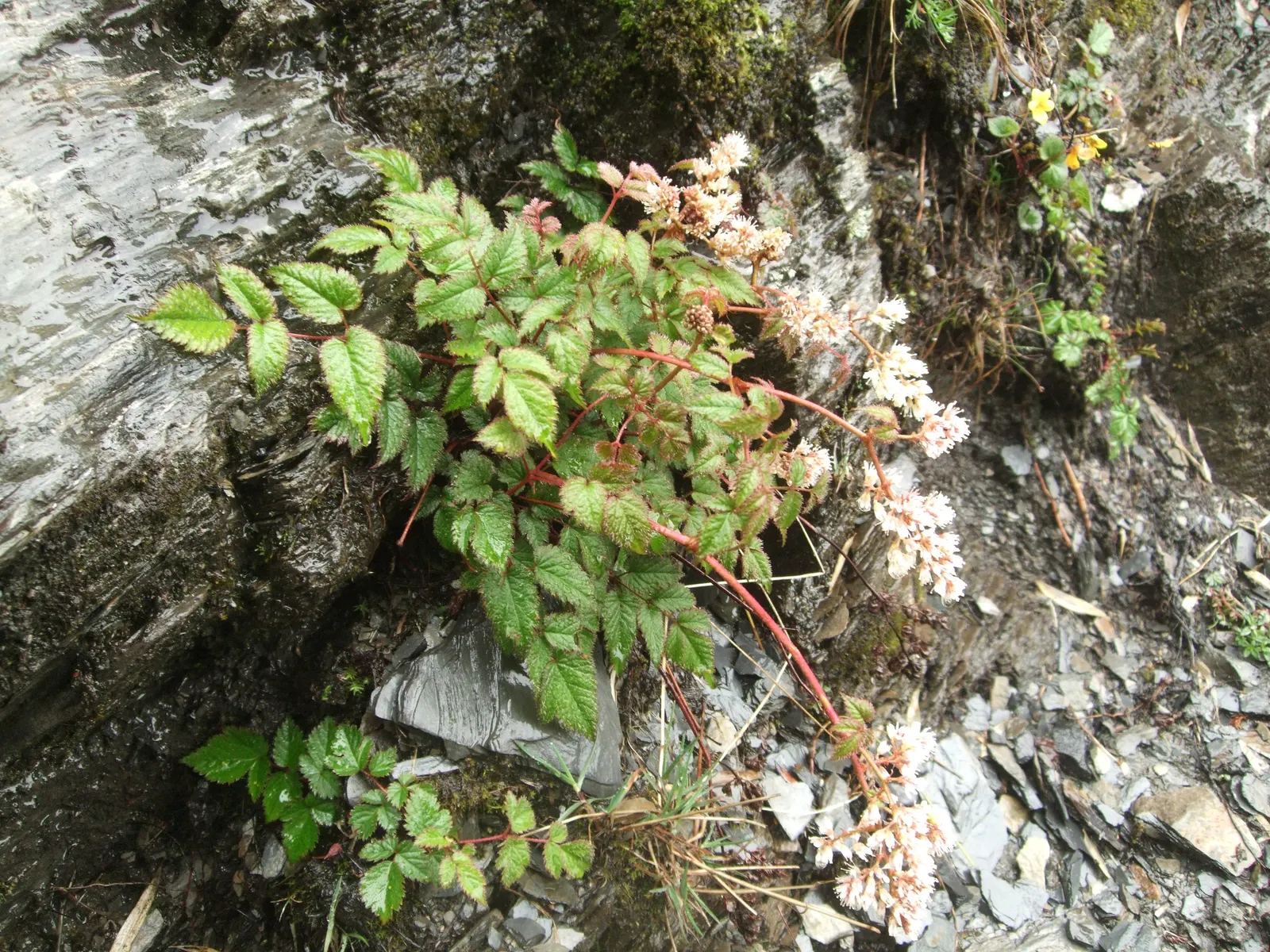 Astilbe Species (Astilbe Spp.) — commonly referred to as False Spirea or False Goat's Beard; and its blooms attract butterflies
