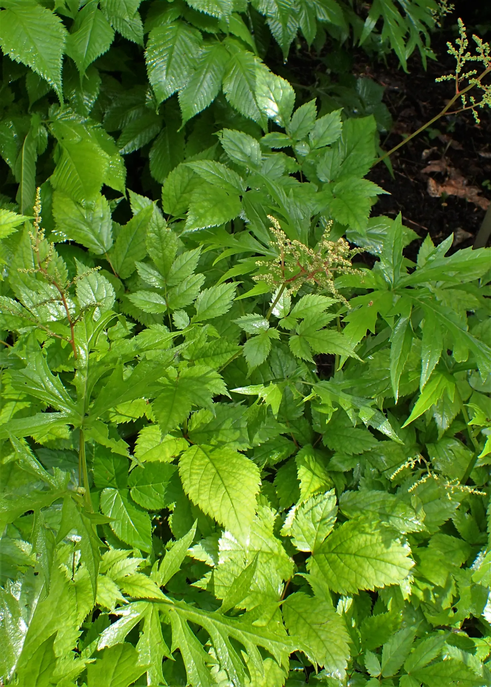 Astilbe Species (Astilbe Spp.) — Mature plants reach 1.5-4 feet tall and spread up to 2 feet wide; making it an admirable choice for a garden that desires a