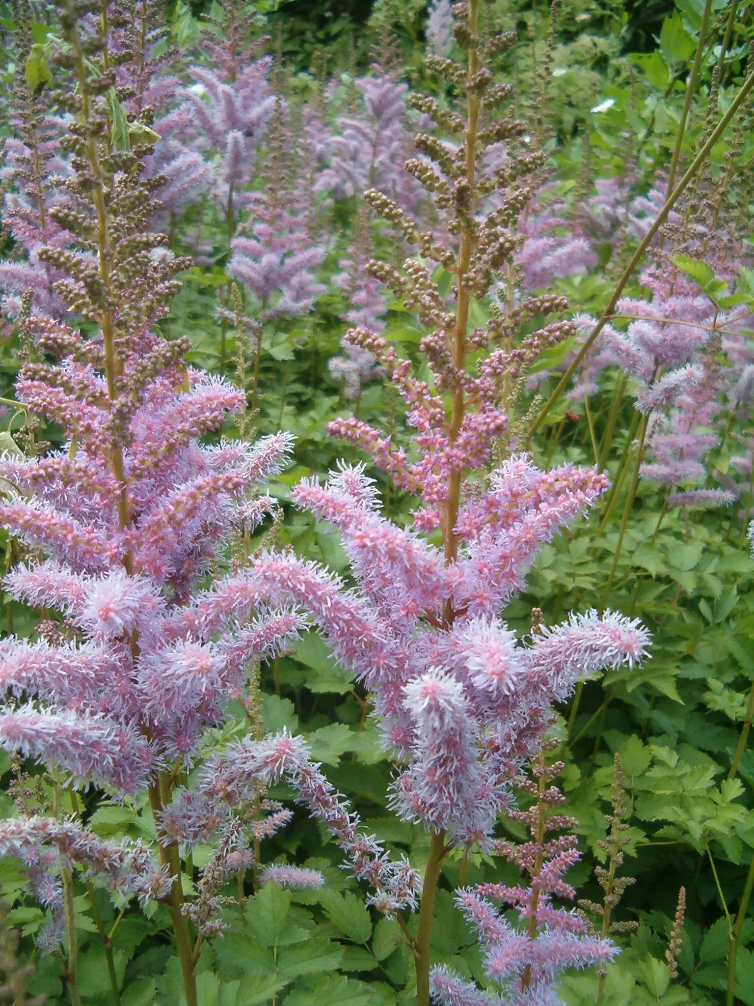 Astilbe Species (Astilbe Spp.) — making it an admirable choice for a garden that desires a touch of whimsy and a habitat-friendly environment