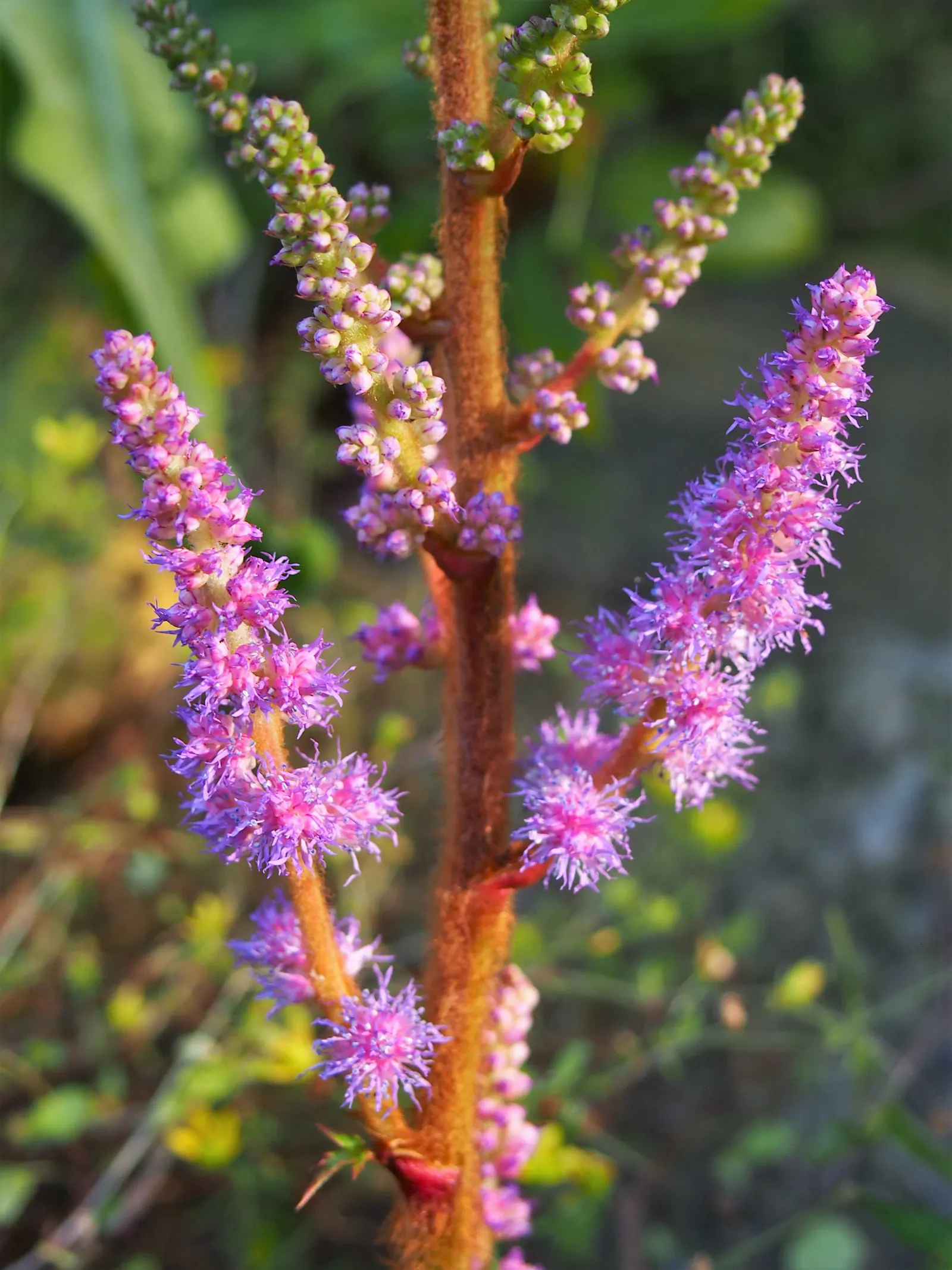 Astilbe Species (Astilbe Spp.) — The foliage of Astilbe typically consists of finely divided; giving it a soft and intricate appearance