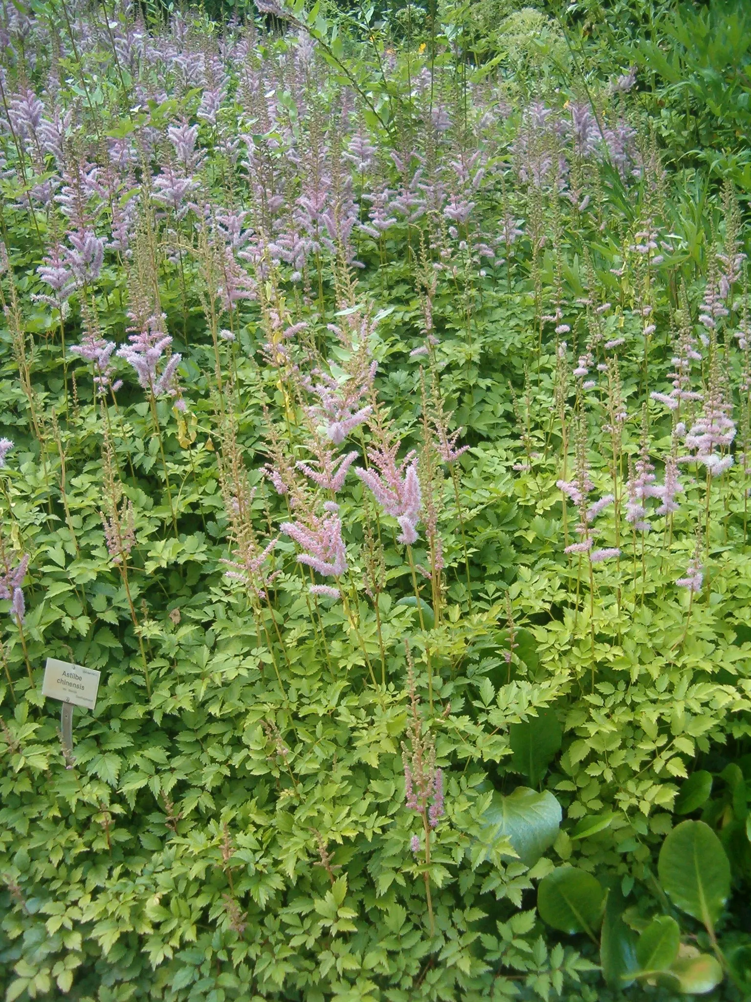 Astilbe Species (Astilbe Spp.) — They thrive in USDA Hardiness Zones 4 through 8, tolerating full to partial shade