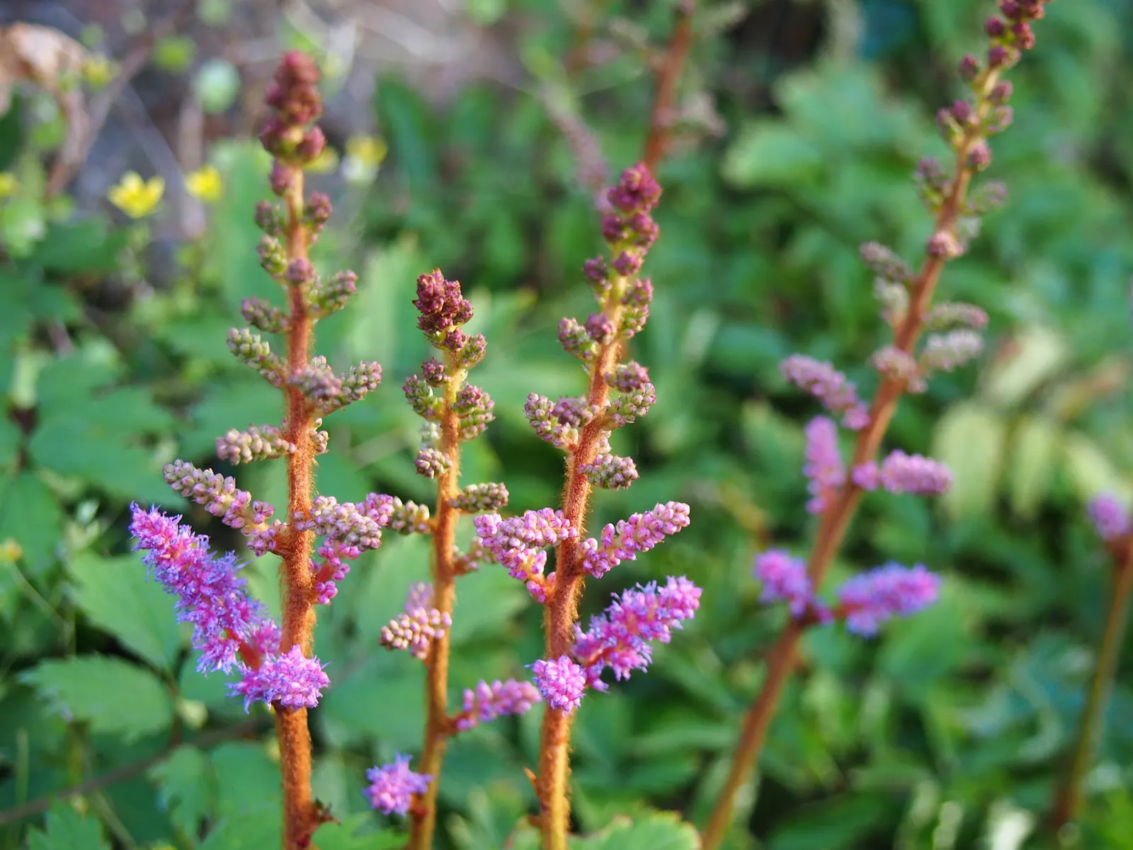 Astilbe Species (Astilbe Spp.) — Be aware that these plants require adequate water; perennial for full or half