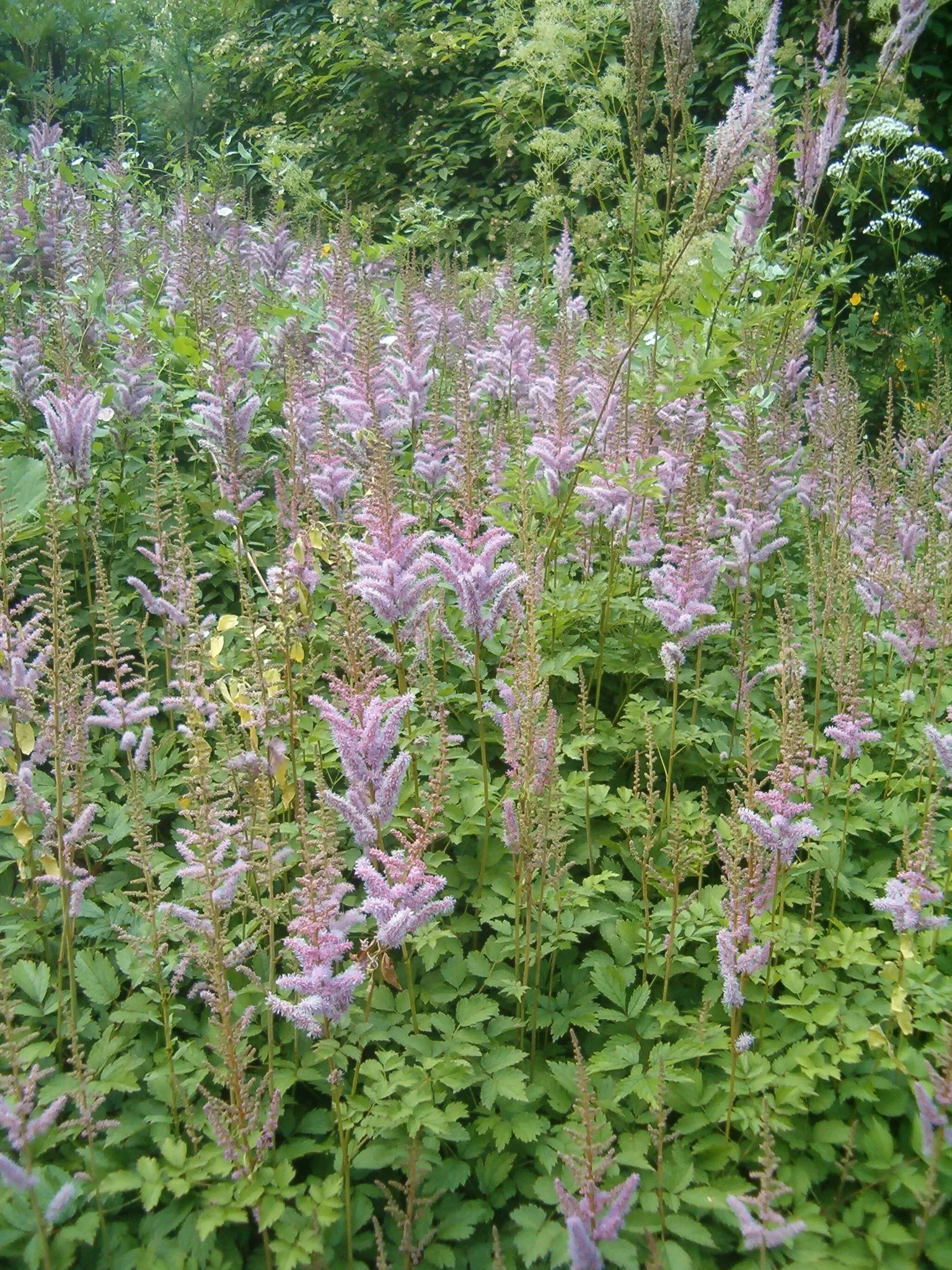 Astilbe Species (Astilbe Spp.) — resistant to deer and rabbit browsing