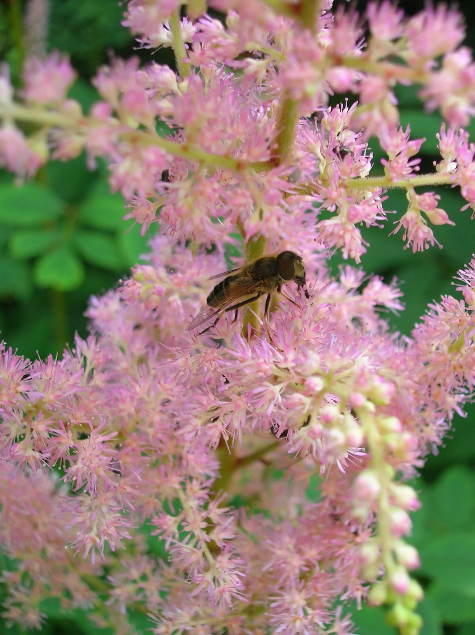 Astilbe Species (Astilbe Spp.) — The foliage of Astilbe typically consists of finely divided