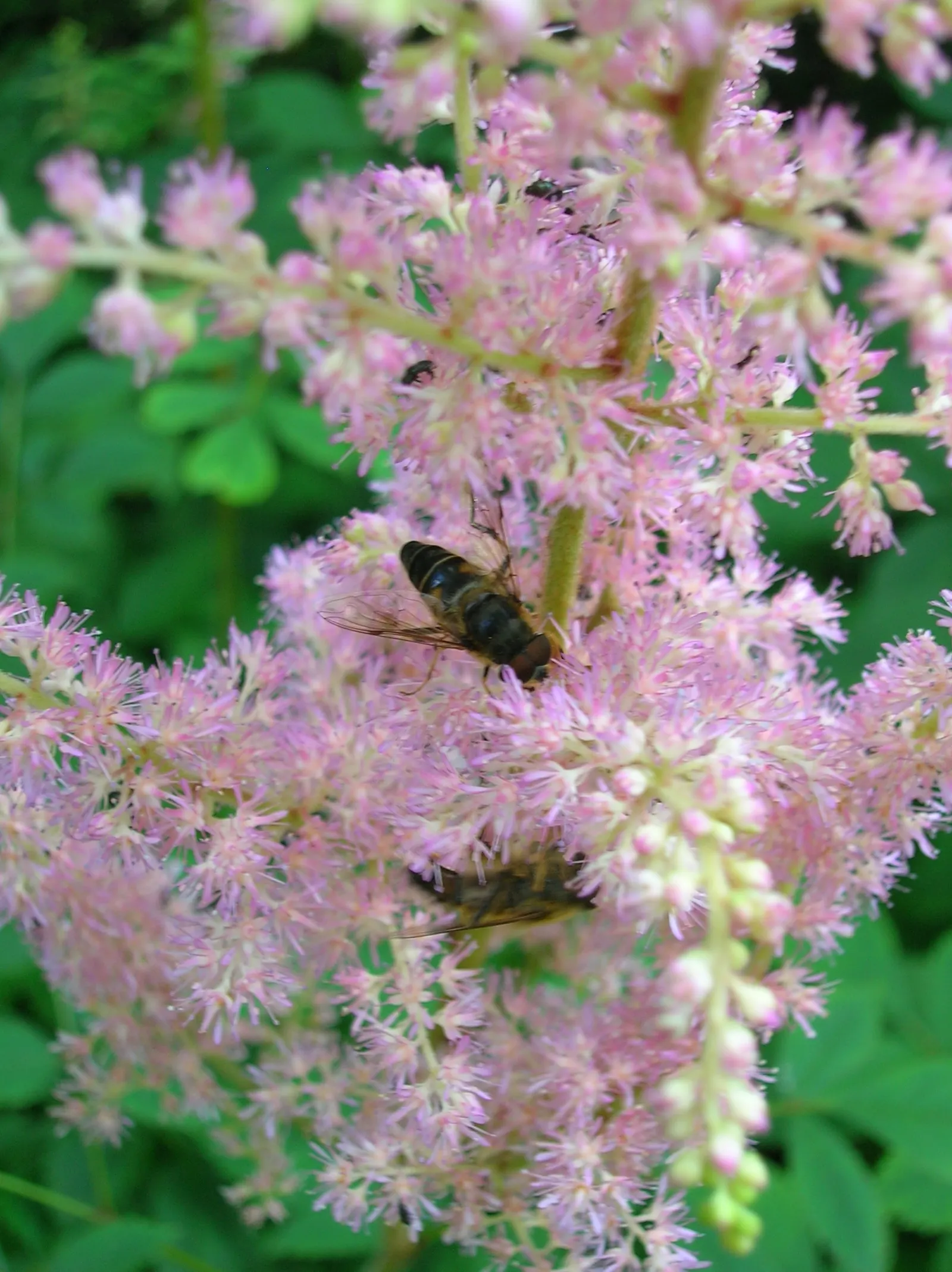 Astilbe Species (Astilbe Spp.) — providing striking vertical accents in shades ranging from white and pale pink to deep burgundy and violet