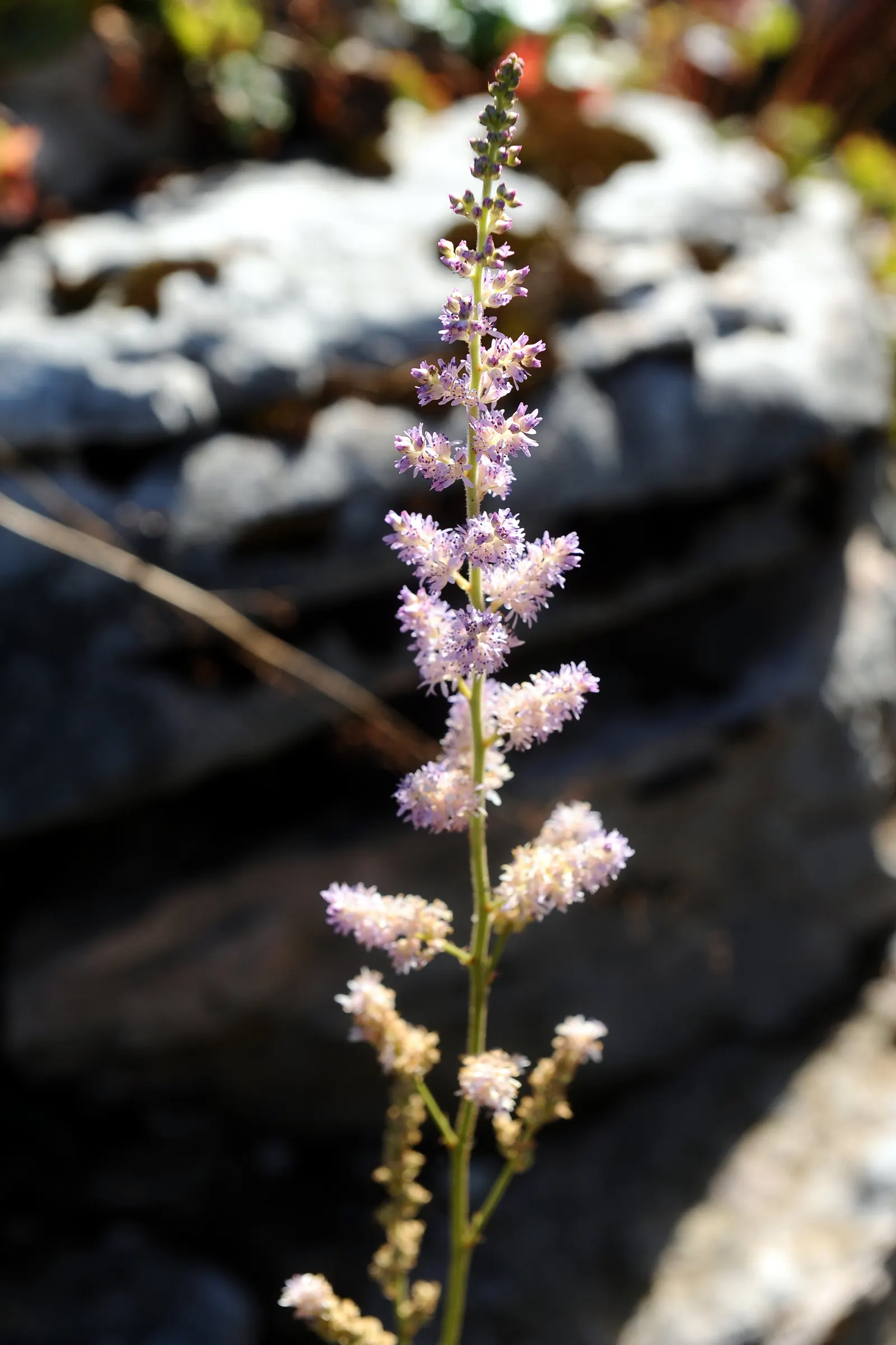Astilbe Species (Astilbe Spp.) — as they are not drought-tolerant.<br><br>Astilbe is relatively low-maintenance; especially when situated in more sun