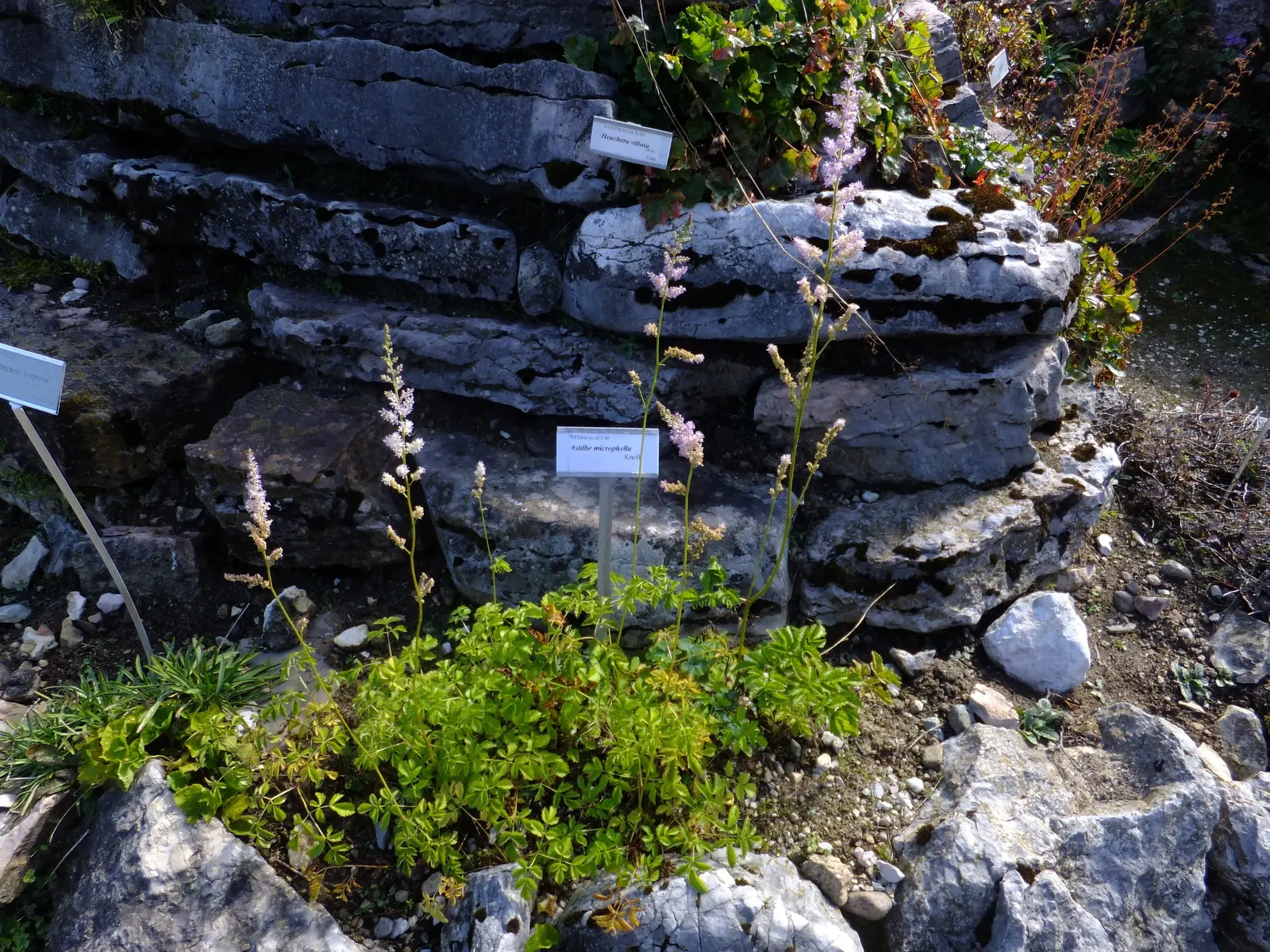 Astilbe Species (Astilbe Spp.) — Blooms attract butterflies and resist deer