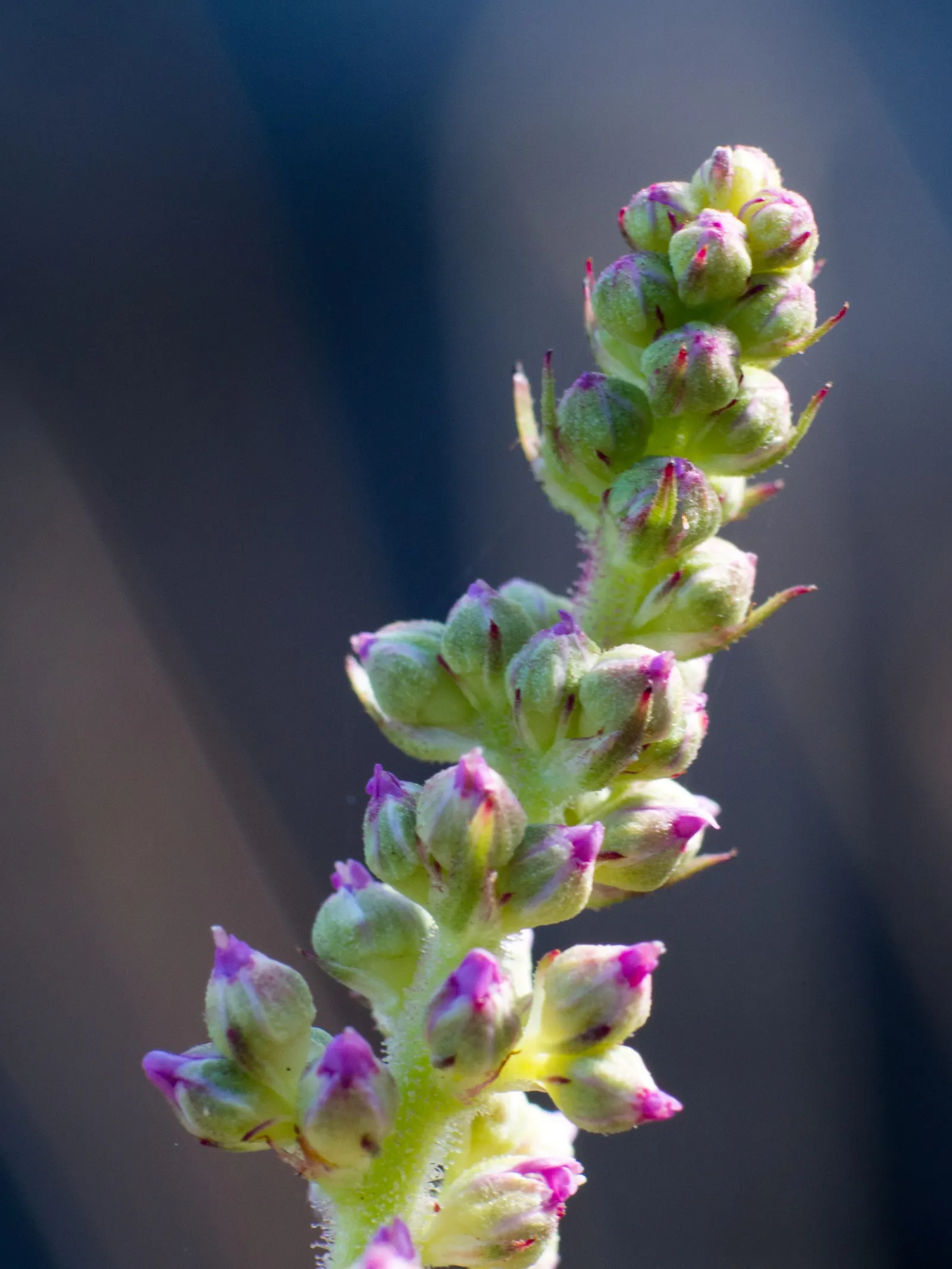 Astilbe Species (Astilbe Spp.) — well-drained soil with consistent moisture; the foliage of Astilbe typically consists of finely divided