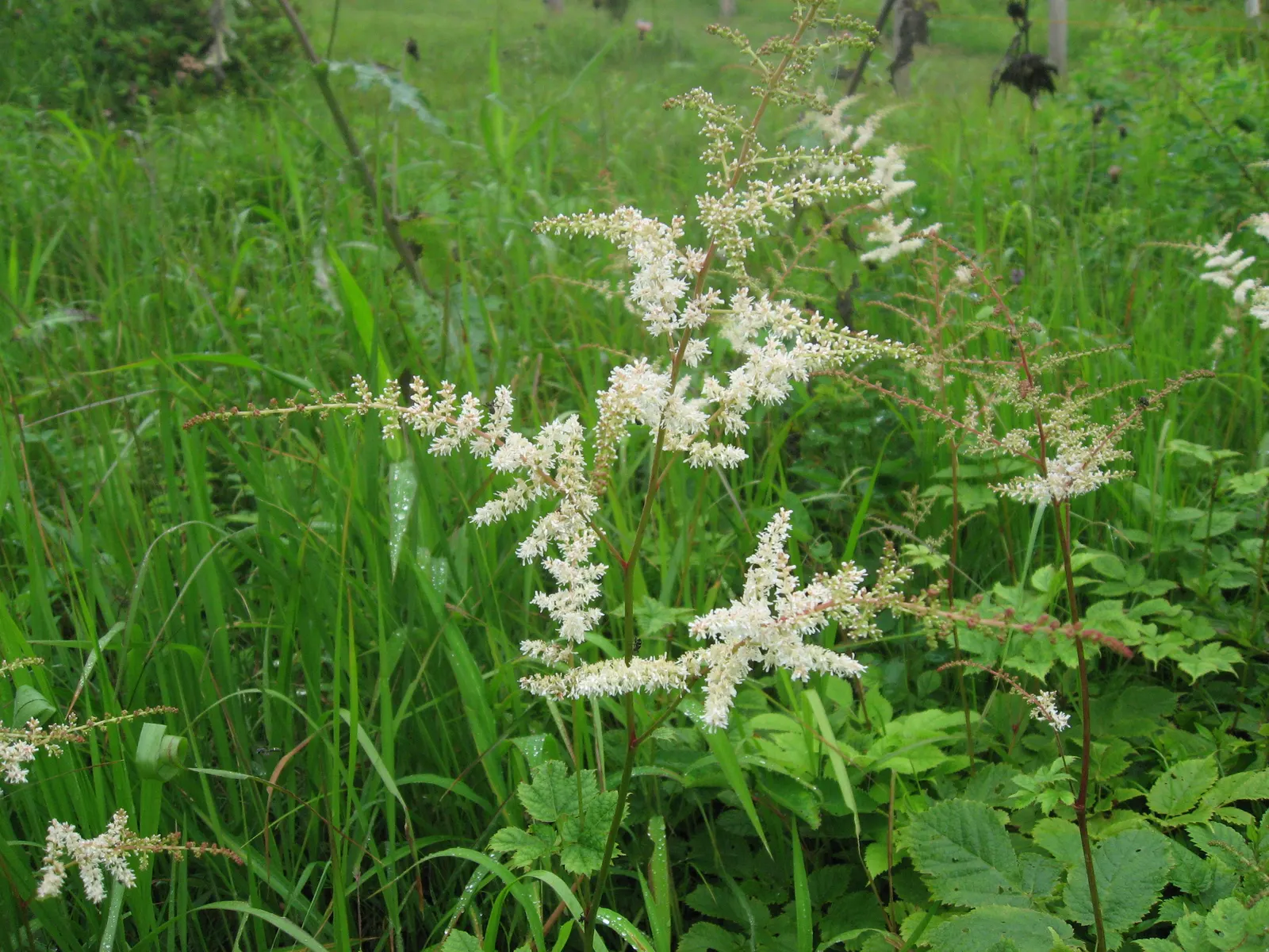 Astilbe Species (Astilbe Spp.) — perennial with pink and red and violet and white blooms