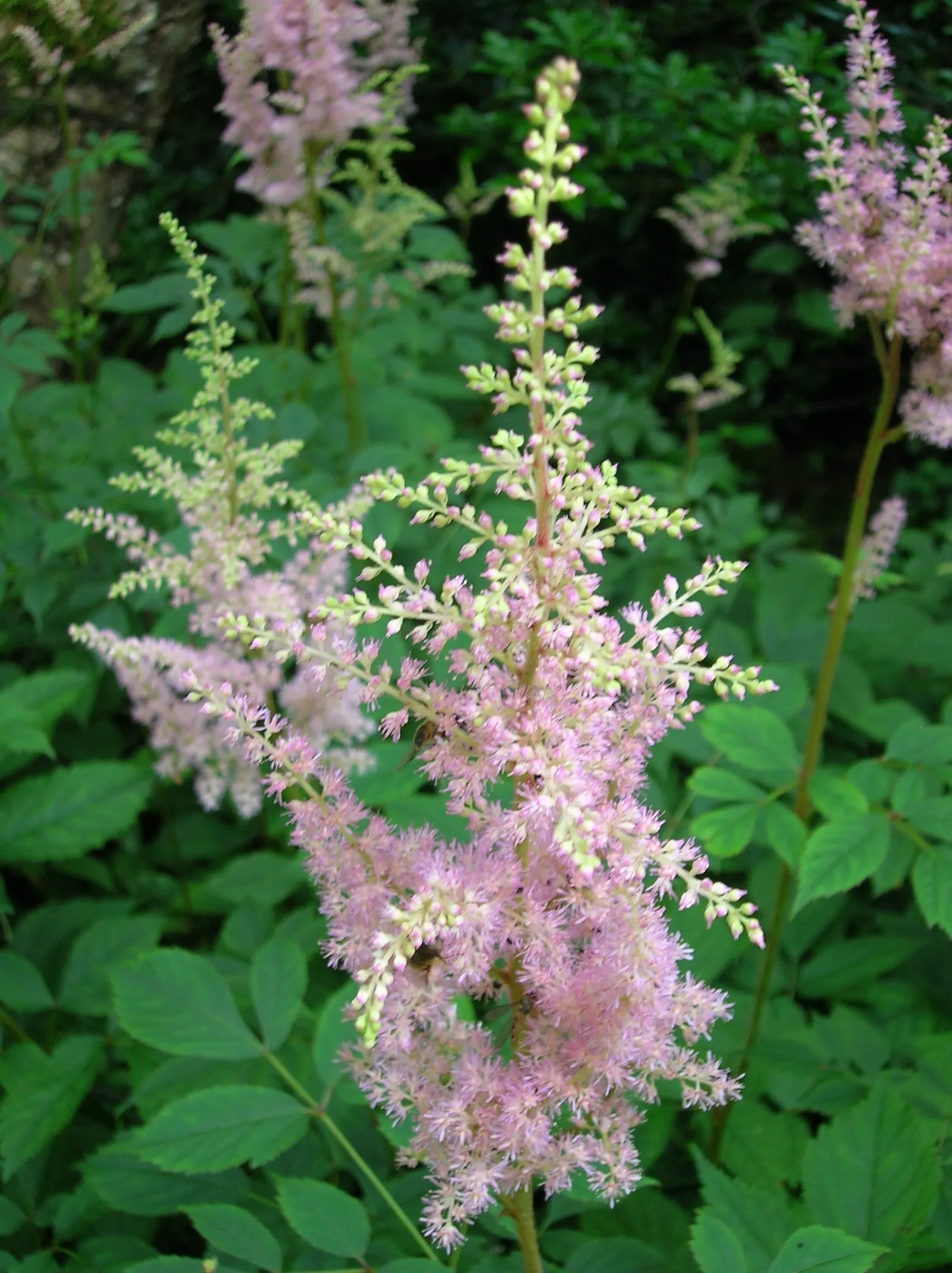 Astilbe Species (Astilbe Spp.) — ideal for adding texture and color to shady borders or woodland gardens