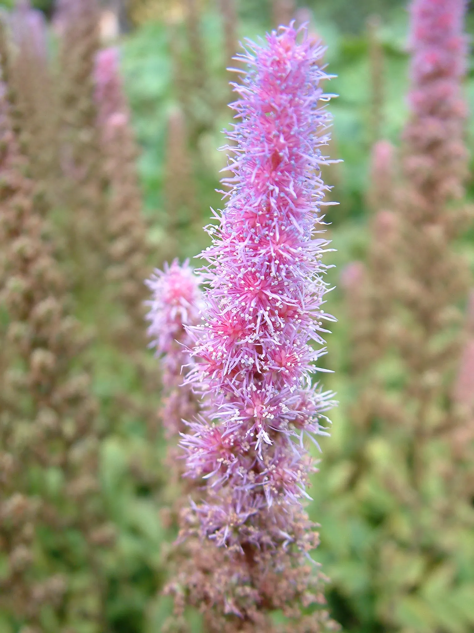 Astilbe Species (Astilbe Spp.) — especially when situated in more sun; perennial plants that offer a diverse palette of colors and textures to any garden design
