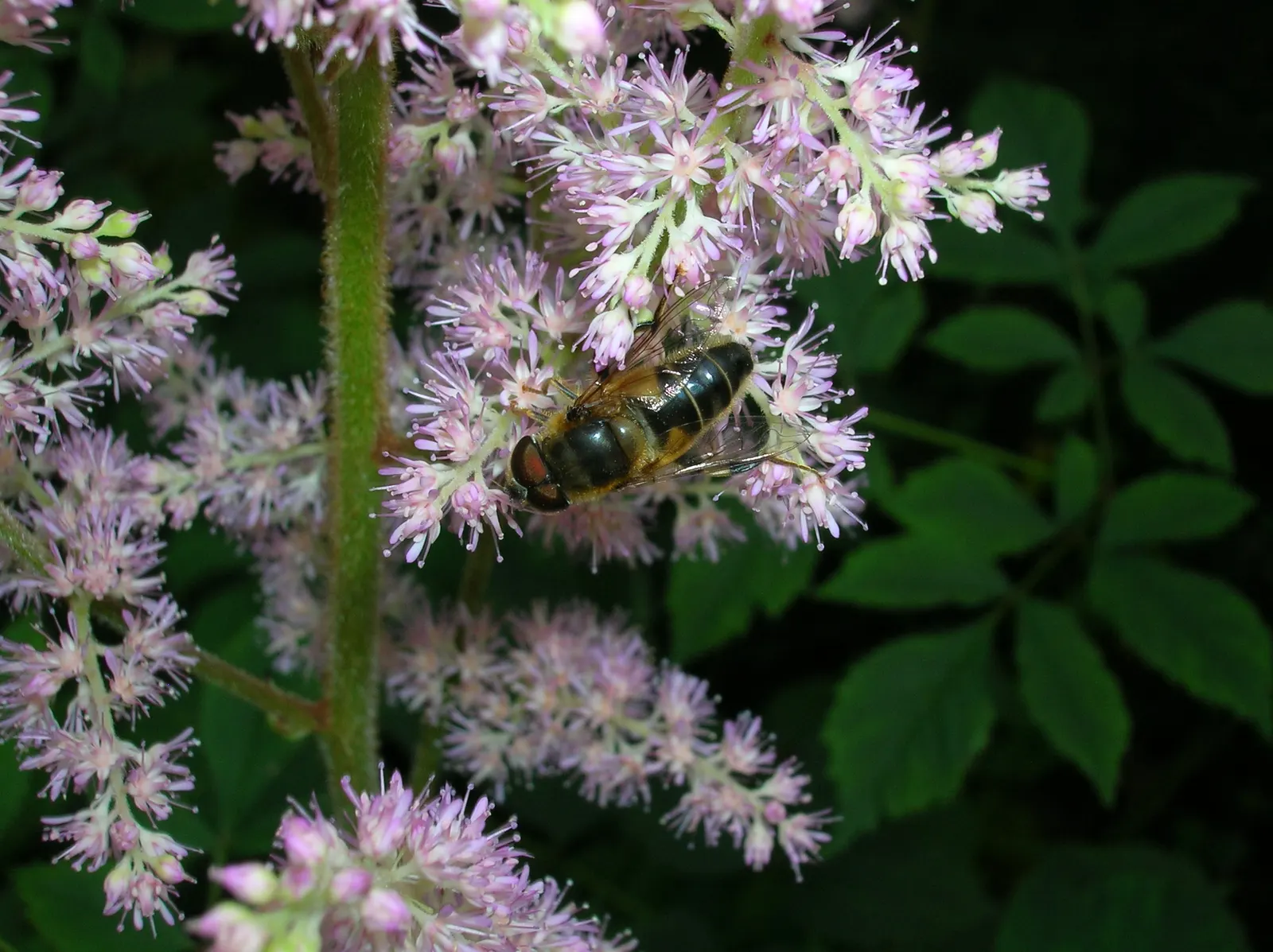 Astilbe Species (Astilbe Spp.) — pink and red and violet and white flowers in the garden