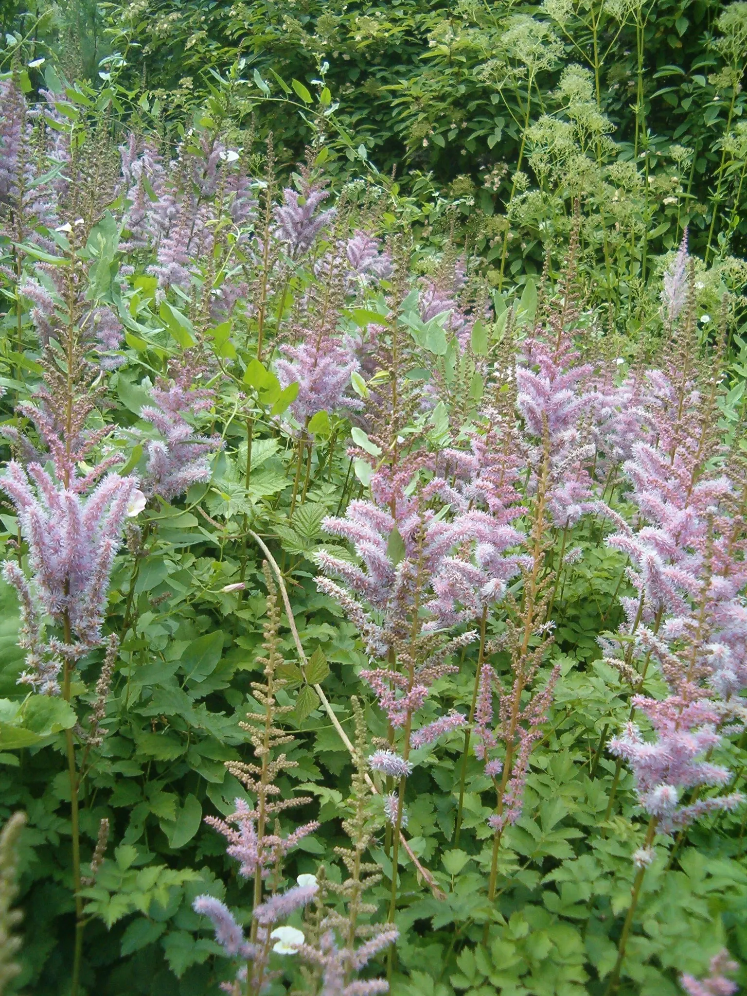 Astilbe Species (Astilbe Spp.) — especially when situated in more sun
