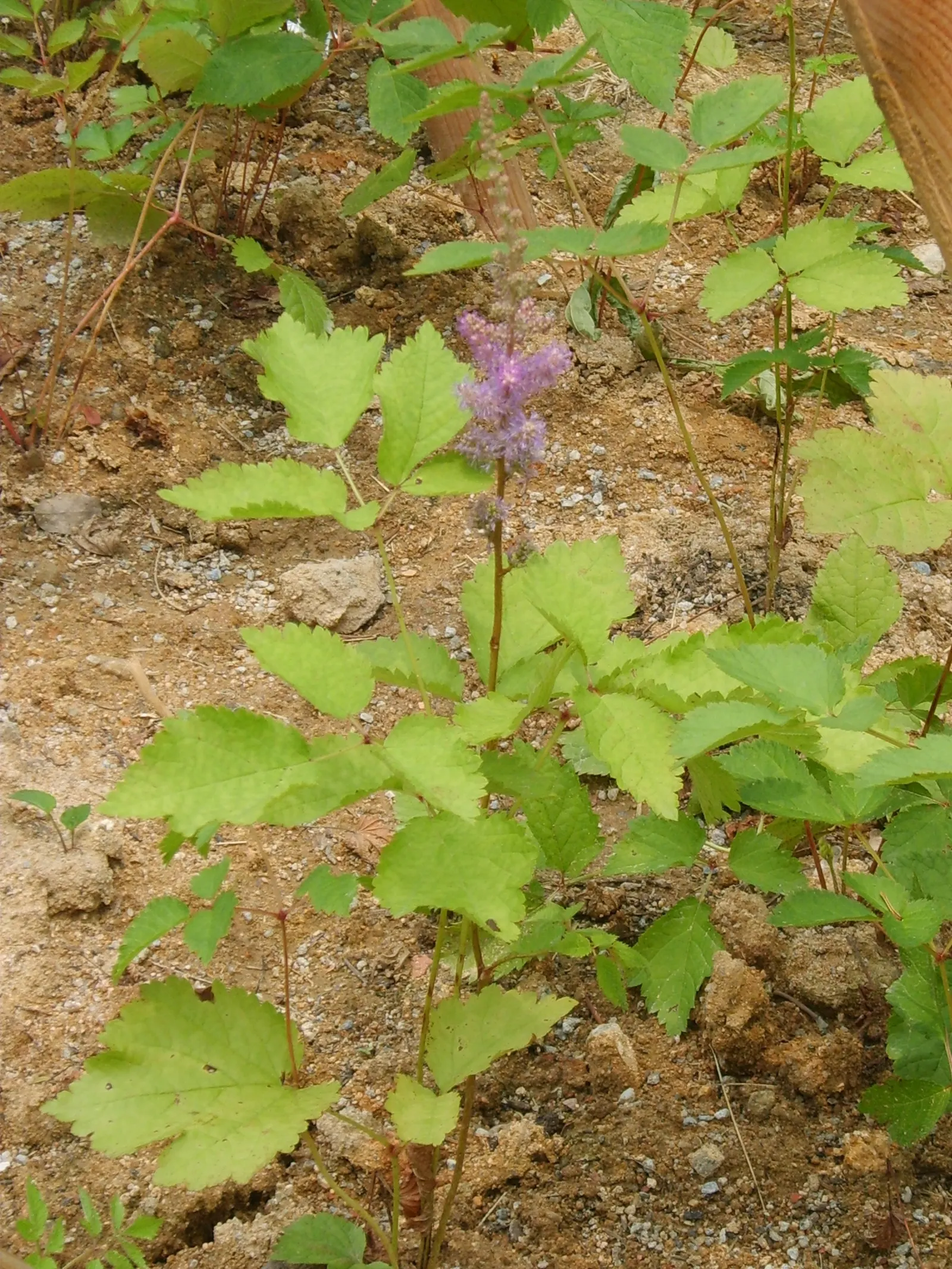 Astilbe Species (Astilbe Spp.) — perennial for full or half