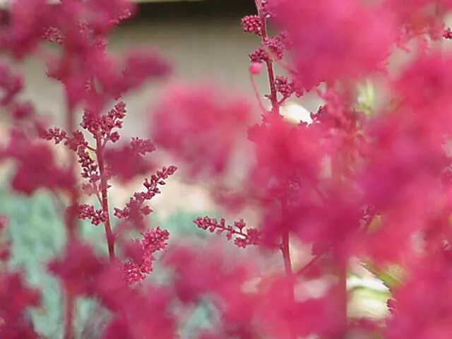 Astilbe Species (Astilbe Spp.) — giving it a soft and intricate appearance; resistant to deer and rabbit browsing