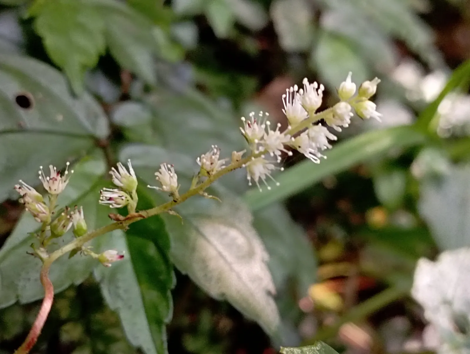 Astilbe Species (Astilbe Spp.) — Blooms attract butterflies and resist deer; providing striking vertical accents in shades ranging from white and pale pink to