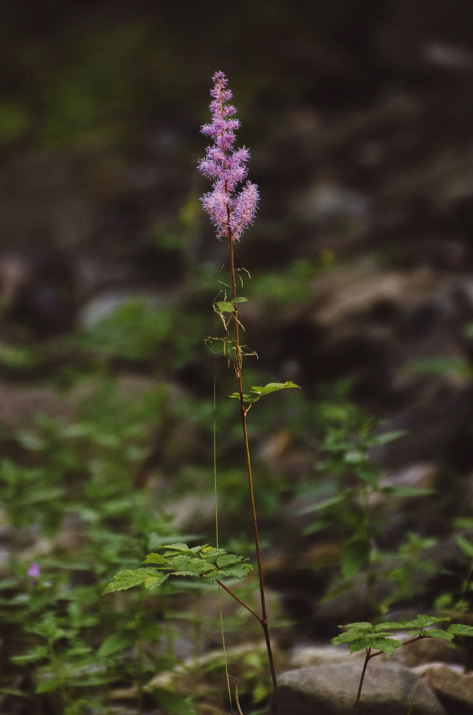 Astilbe Species (Astilbe Spp.) — They thrive in USDA Hardiness Zones 4 through 8, tolerating full to partial shade; as they are not