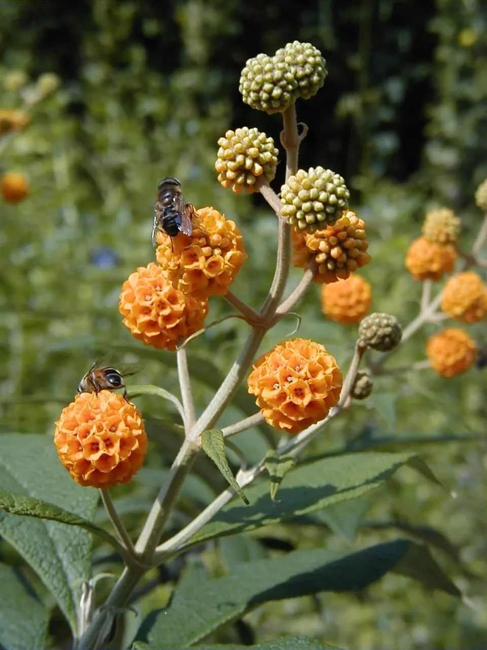 Orange Butterfly Bush (Buddleia Globosa) — It performs best in well-draining soil