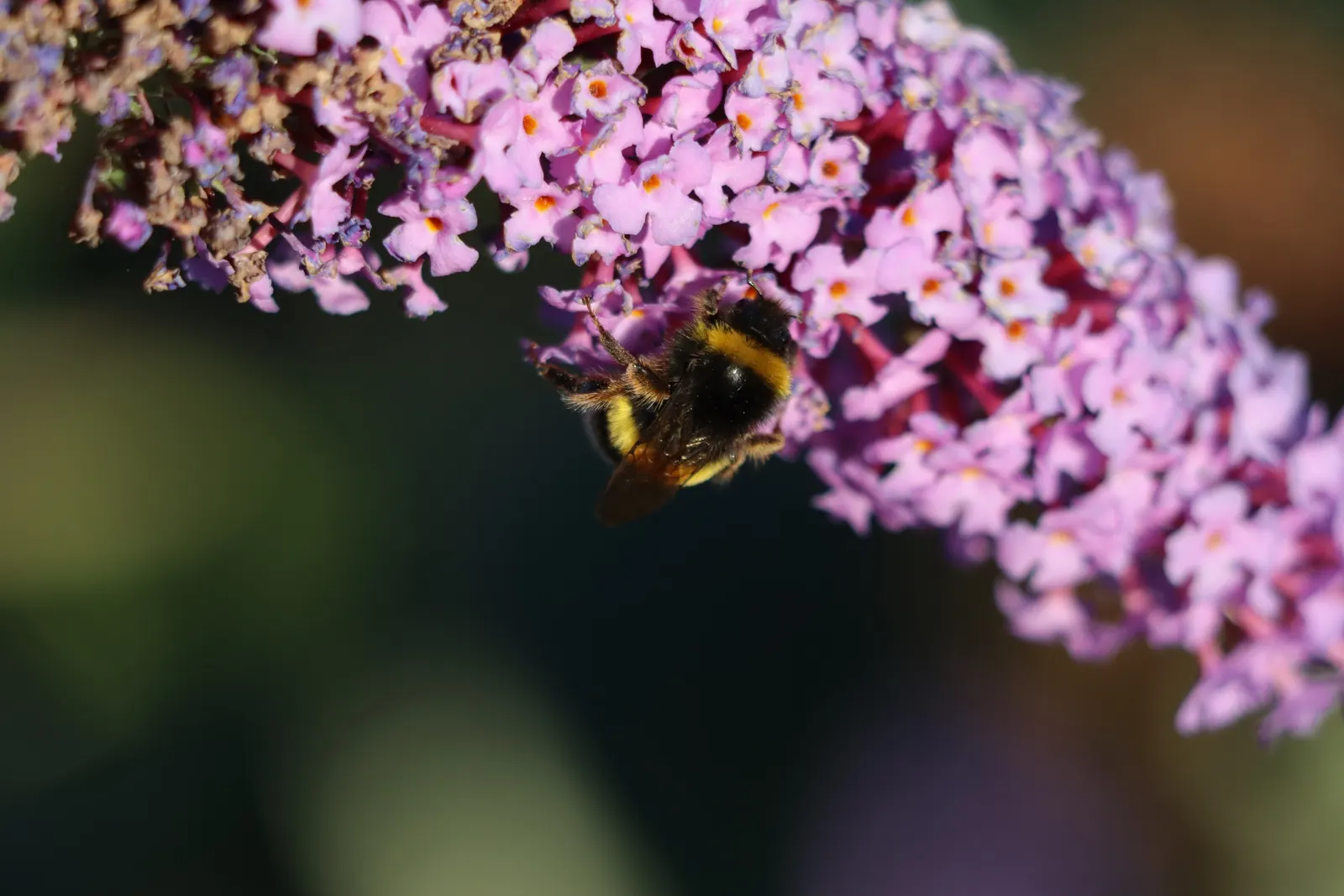 Orange Butterfly Bush (Buddleia Globosa) — Plant in well-drained soil, spacing 5-6 feet apart to accommodate its spread; buddleia globosa may have invasiveness