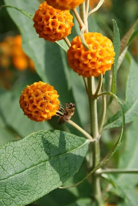 Orange Butterfly Bush (Buddleia Globosa) — This sun-lover offers nectar-rich blooms from late spring to early summer, attracting butterflies and, image 61
