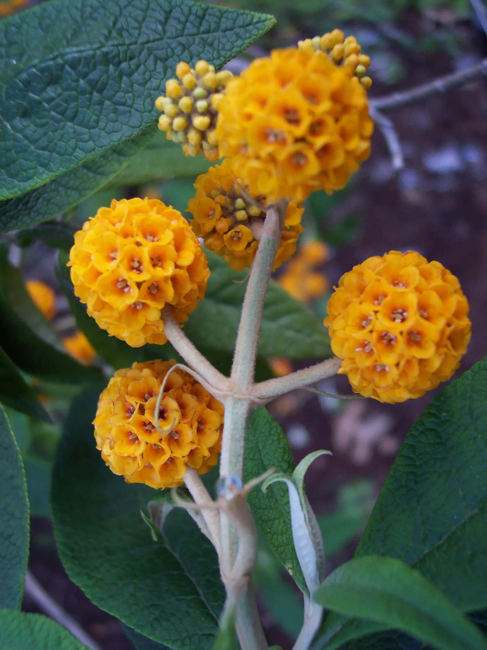 Orange Butterfly Bush (Buddleia Globosa) — is an enchanting addition to any landscape design aiming to attract butterflies and beneficial pollinators; it