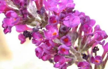Orange Butterfly Bush (Buddleia Globosa) — This semi-evergreen shrub usually reaches a height of 8 to 10 feet with a similar spread; is an, image 68